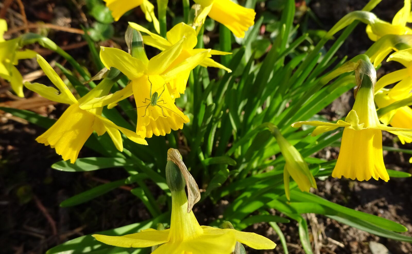Sony Cyber-shot DSC-WX350 sample photo. Tulips, garden, nature photography