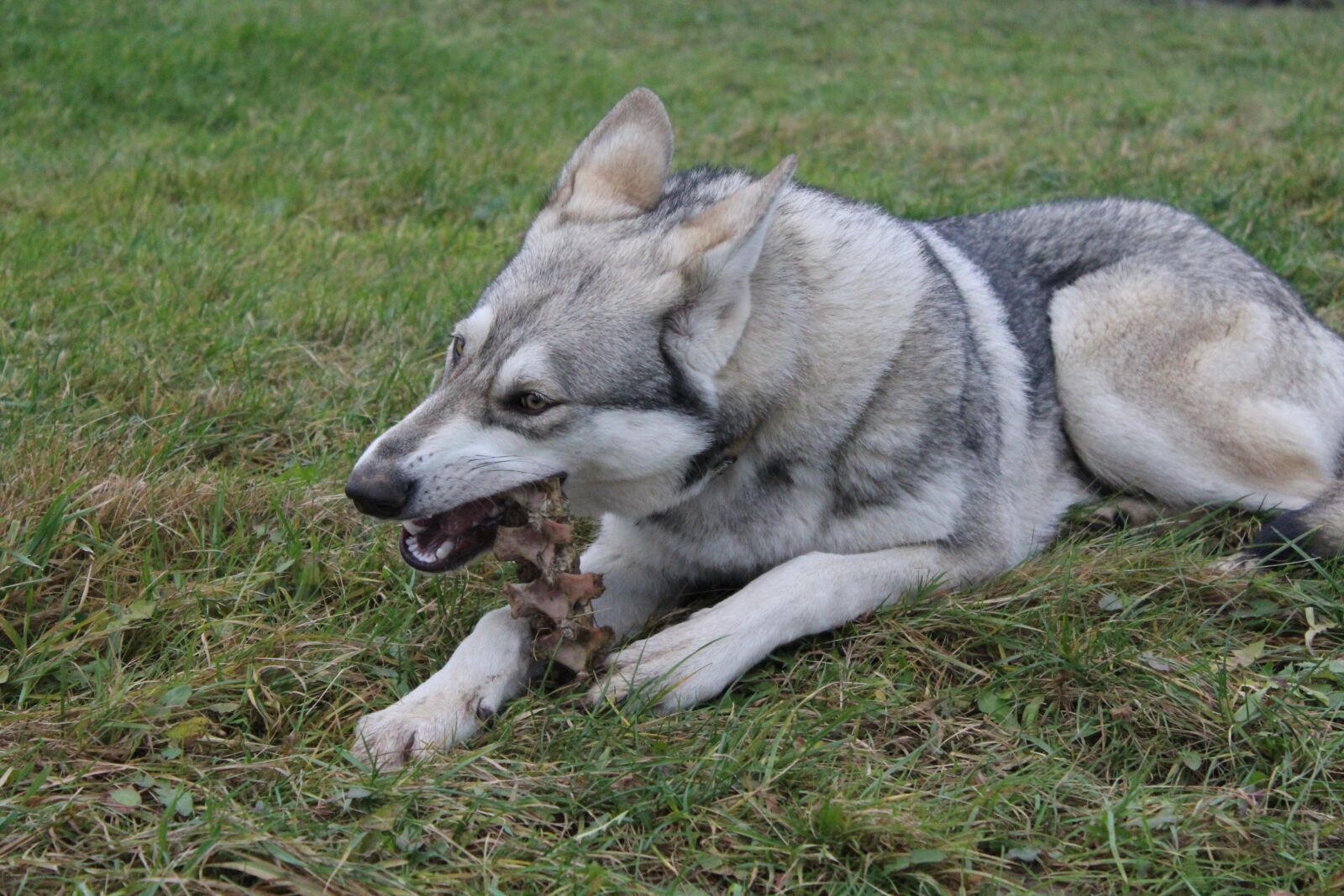 Canon EOS 1300D (EOS Rebel T6 / EOS Kiss X80) sample photo. Wolf dog, animals, pet photography