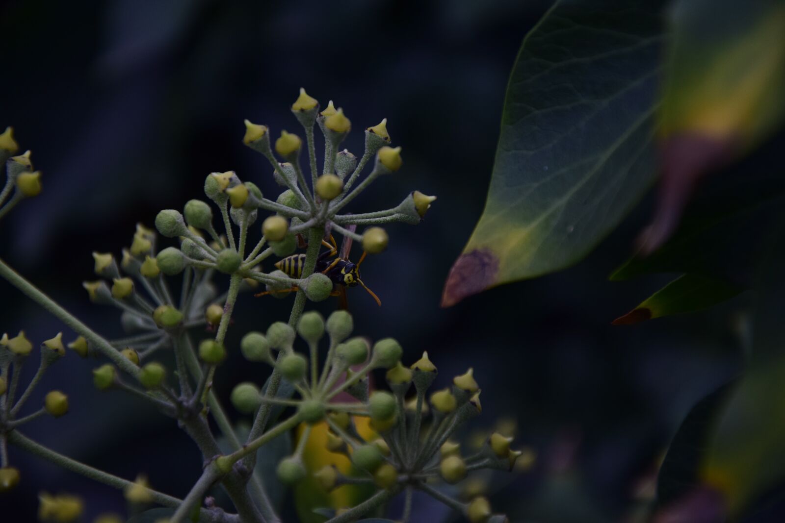 Nikon D5300 sample photo. Nature, green, natural photography