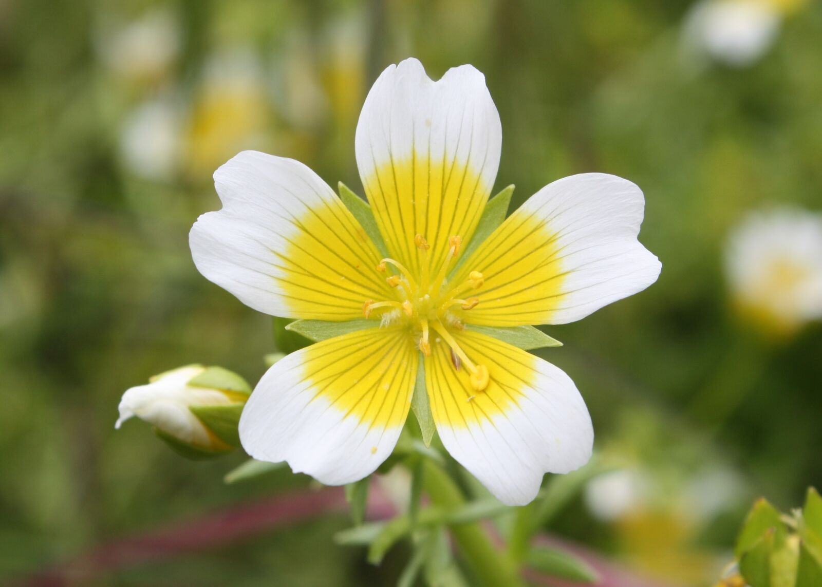 Canon EOS 450D (EOS Rebel XSi / EOS Kiss X2) sample photo. Limnanthes douglasii, douglas' meadowfoam photography
