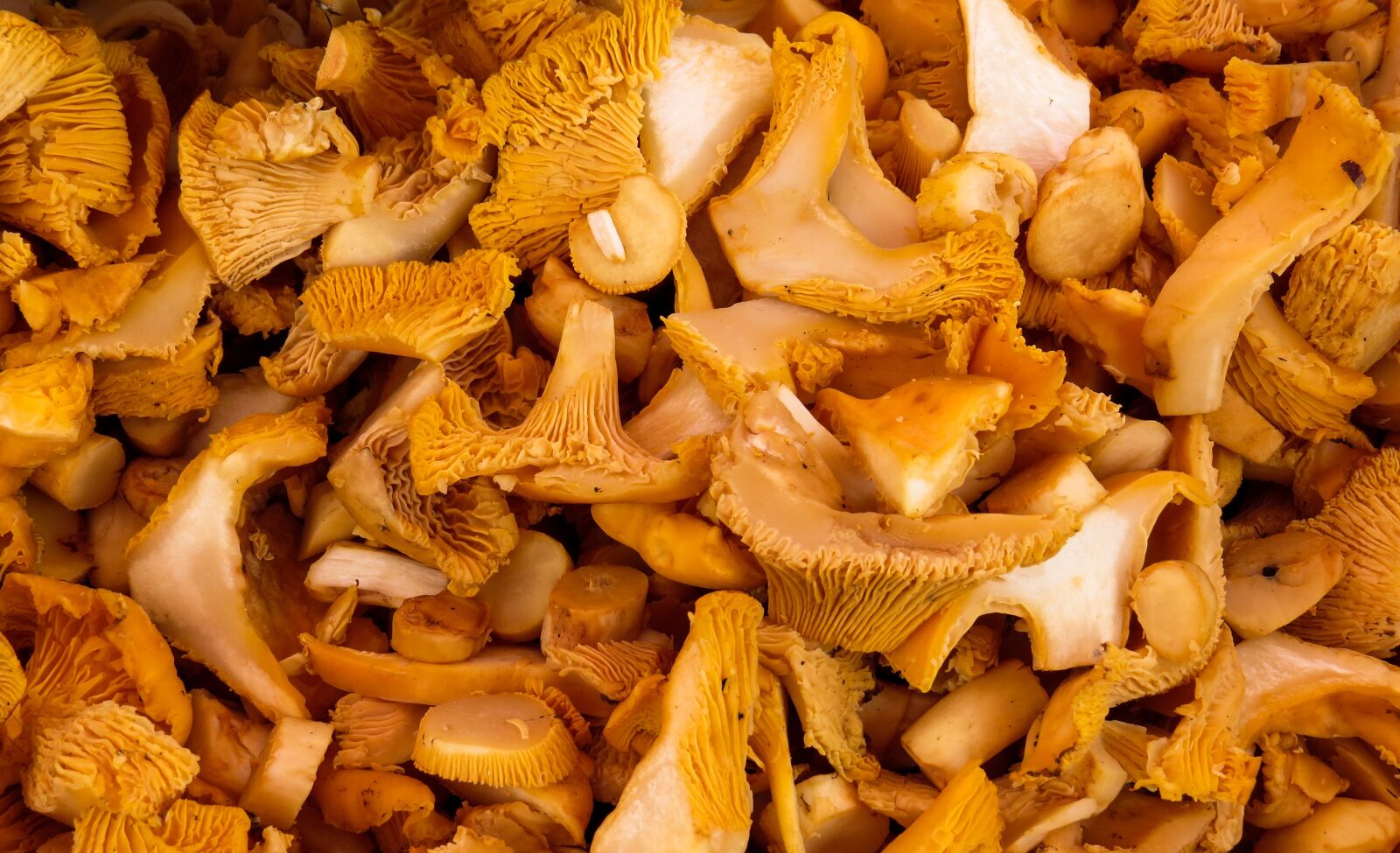 Canon PowerShot SX50 HS sample photo. Mushrooms, food mushrooms, mushroom photography