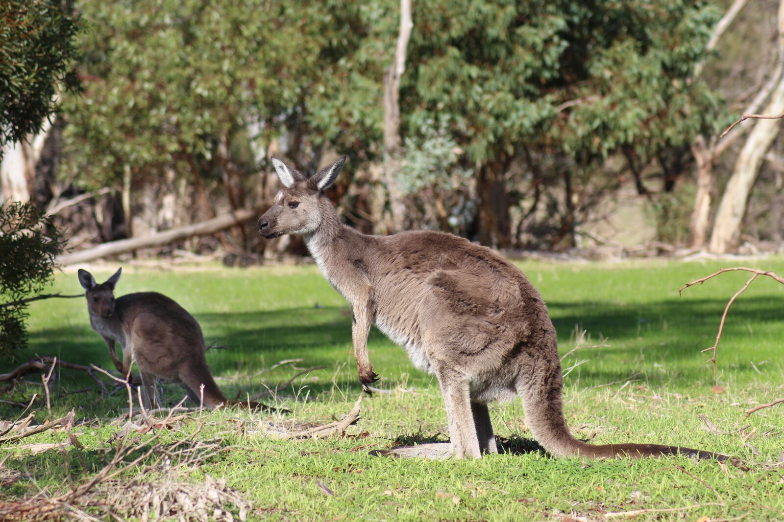 Canon EOS 700D (EOS Rebel T5i / EOS Kiss X7i) sample photo. Kangaroos, wild, marsupials photography