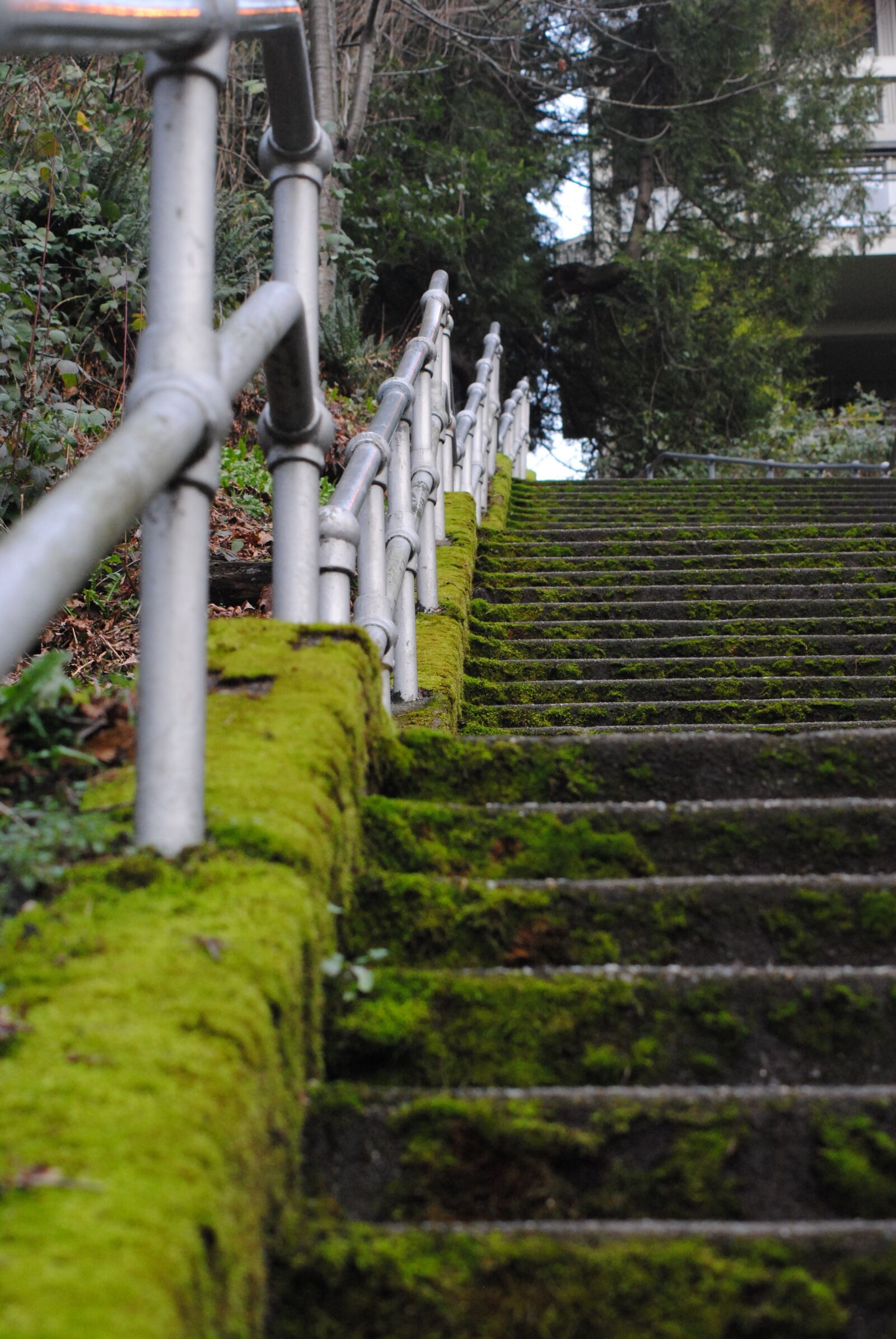 Nikon D3000 sample photo. Moss, mossy, staircase photography