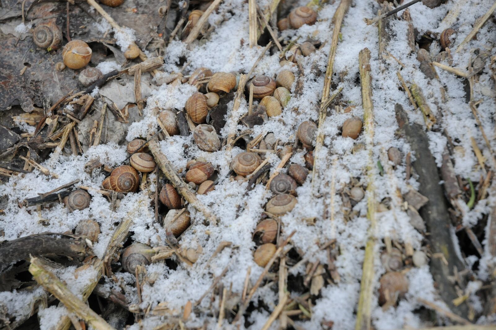 Nikon D300S sample photo. Snow, snails, shell photography