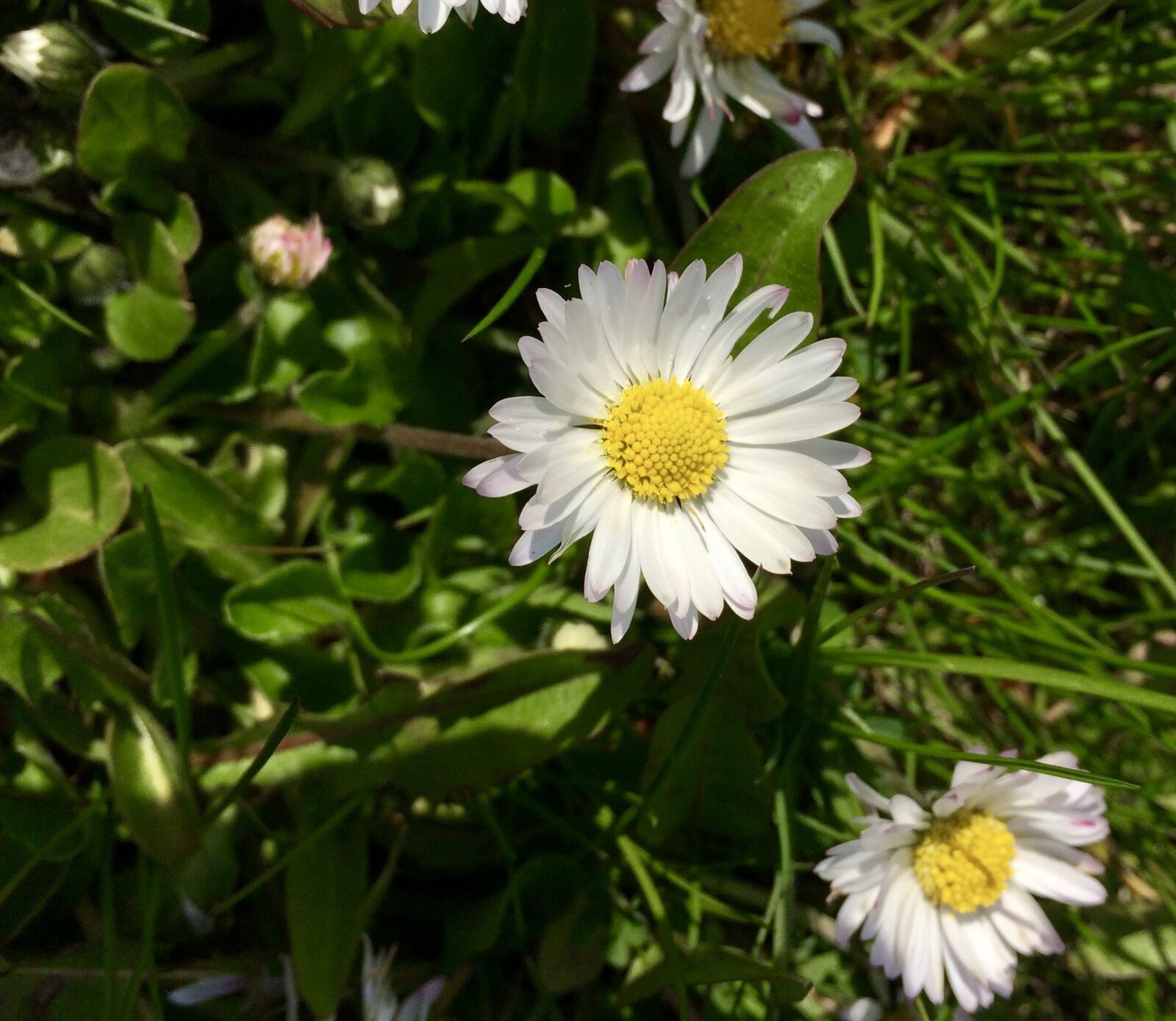 iPhone 5s back camera 4.15mm f/2.2 sample photo. Flower, grass, sunshine photography