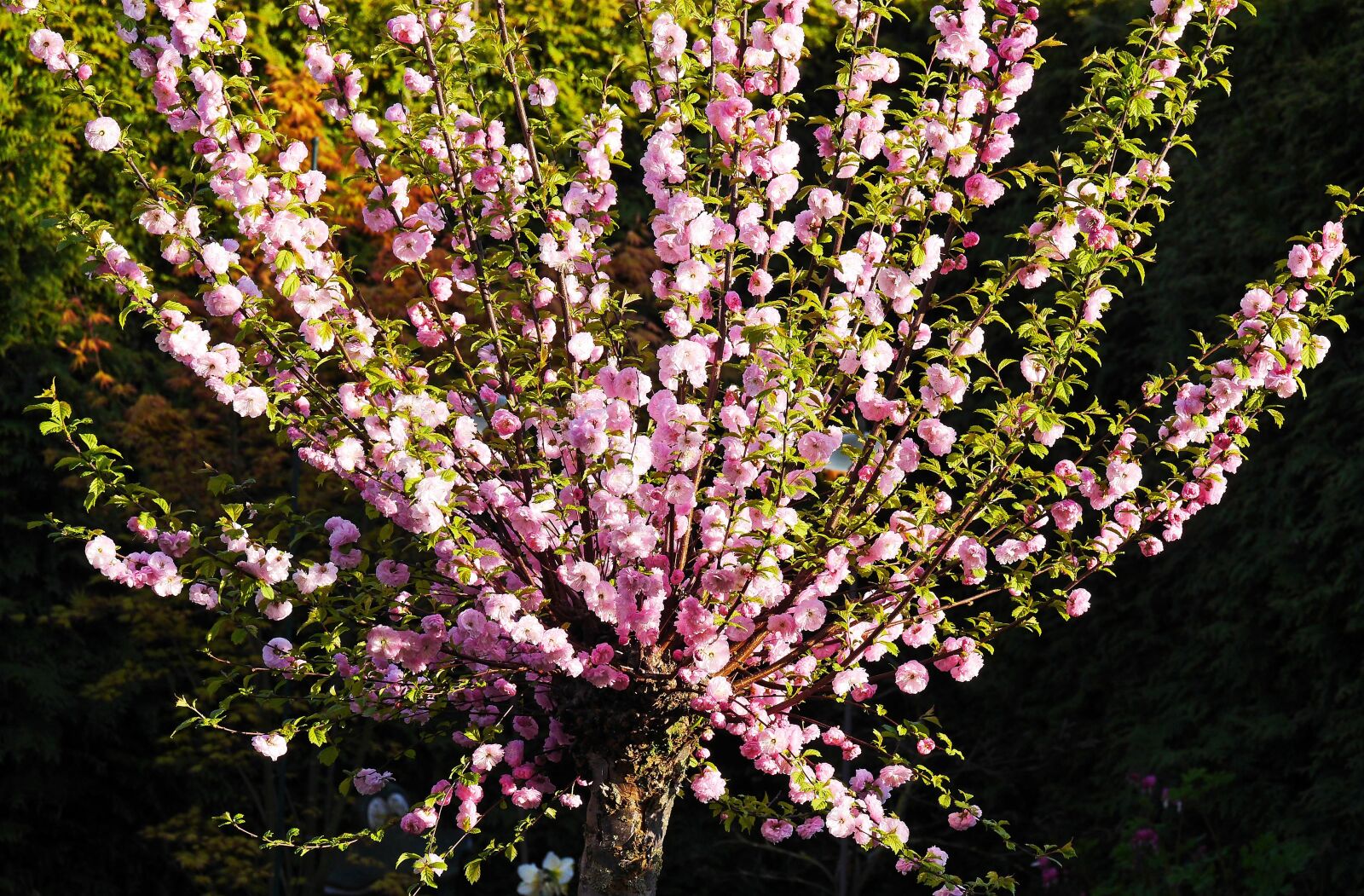 Panasonic Lumix DMC-GH3 sample photo. Almond blossom, ornamental shrub photography