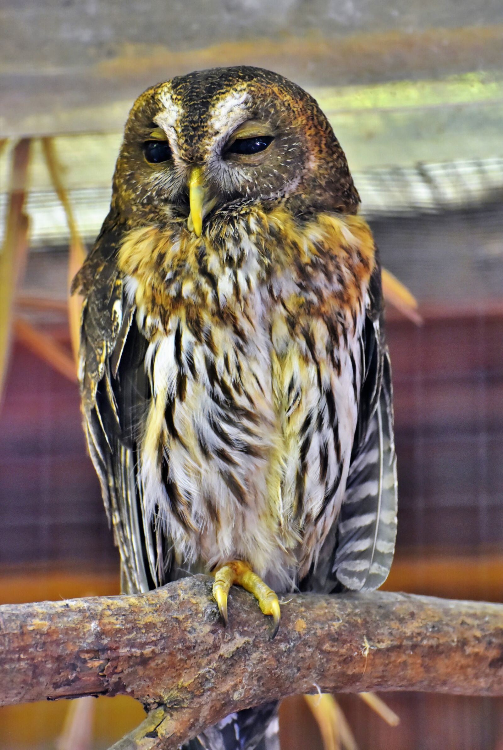 Nikon D7200 sample photo. Owl, bird, plumage photography