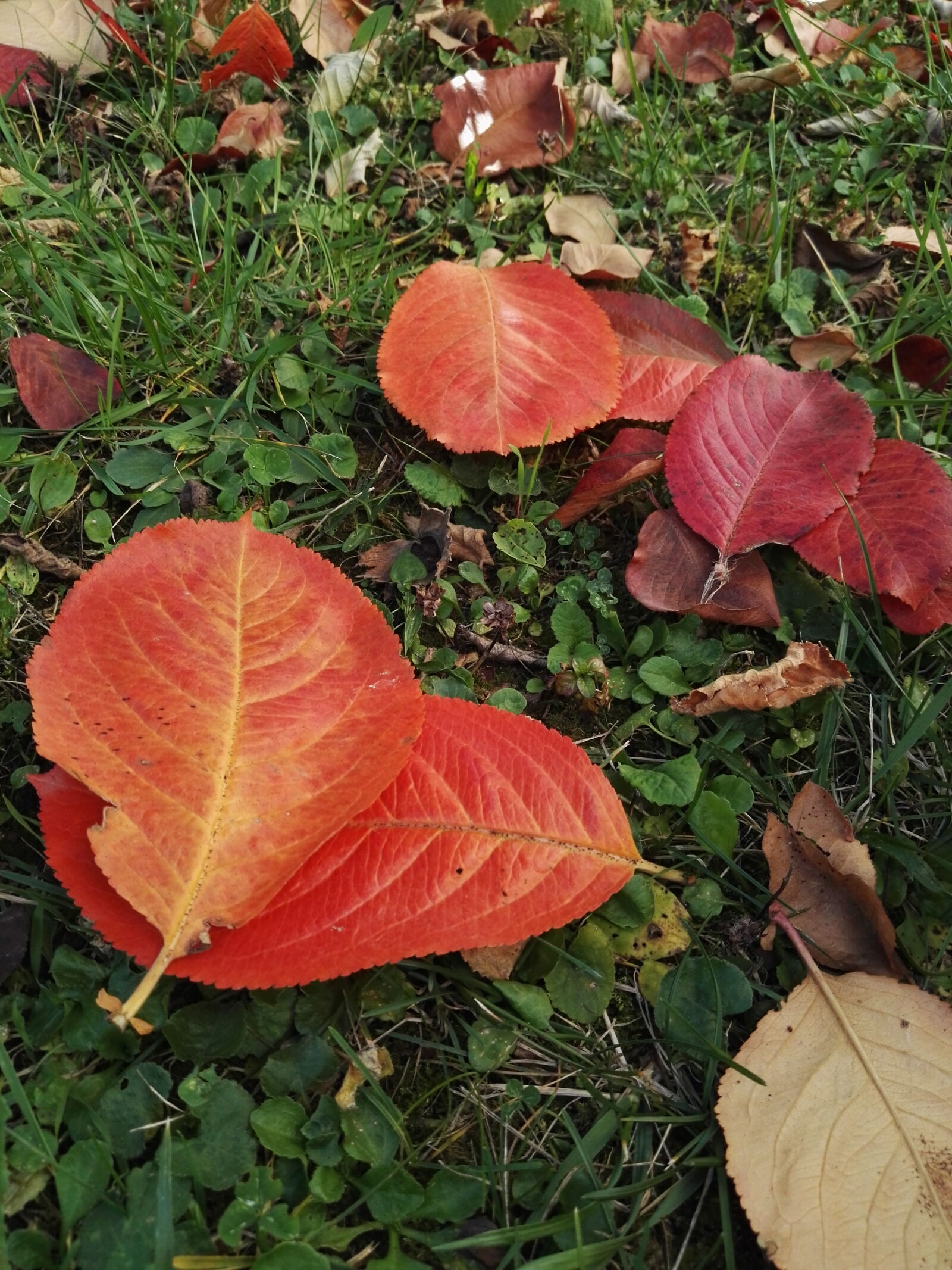 HUAWEI P8 sample photo. Autumn, leaf, leaves, red photography