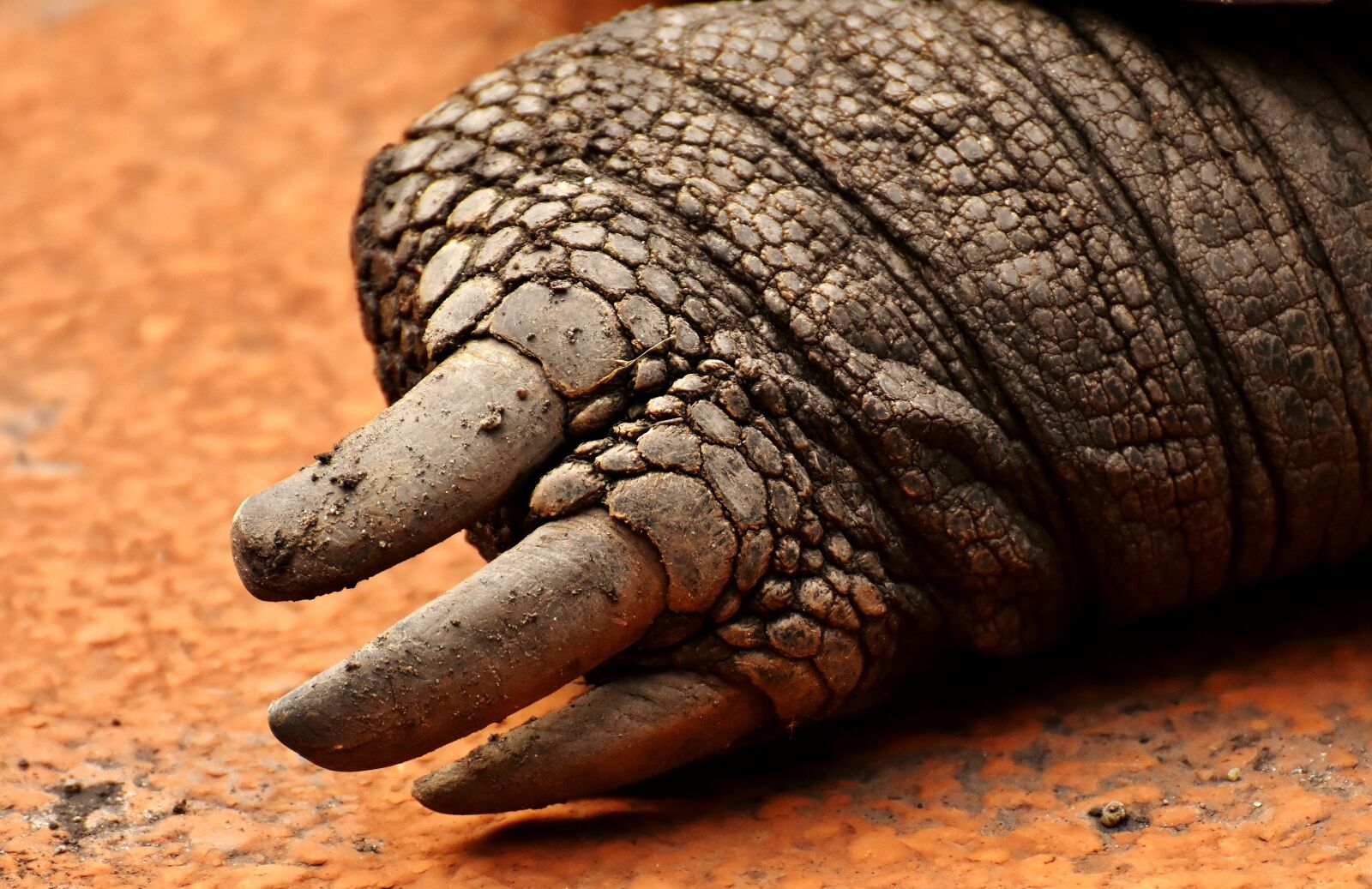Nikon D7200 sample photo. Giant tortoises, foot, rear photography