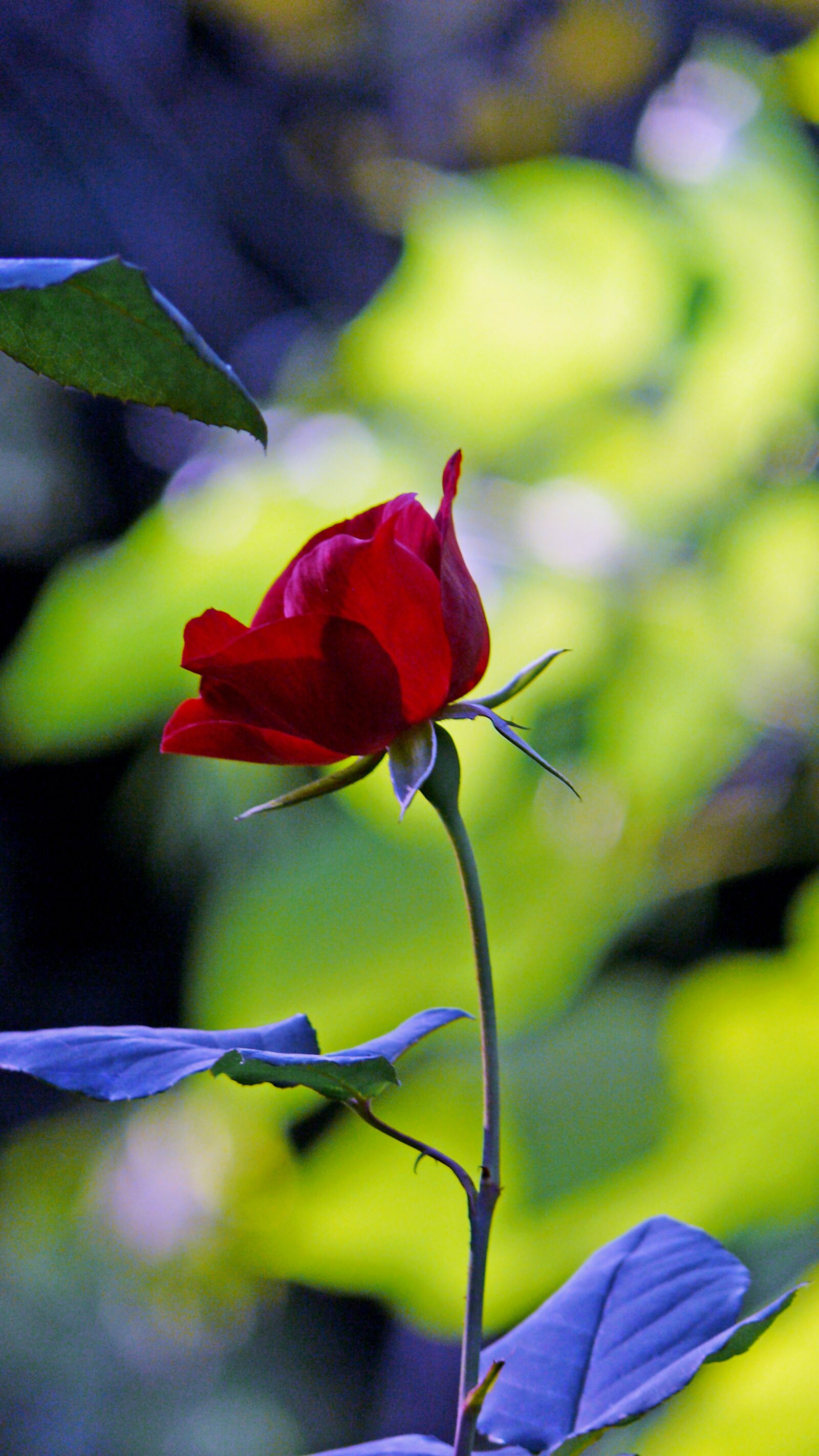 Leica V-LUX 1 sample photo. Rose, flower, queen of photography