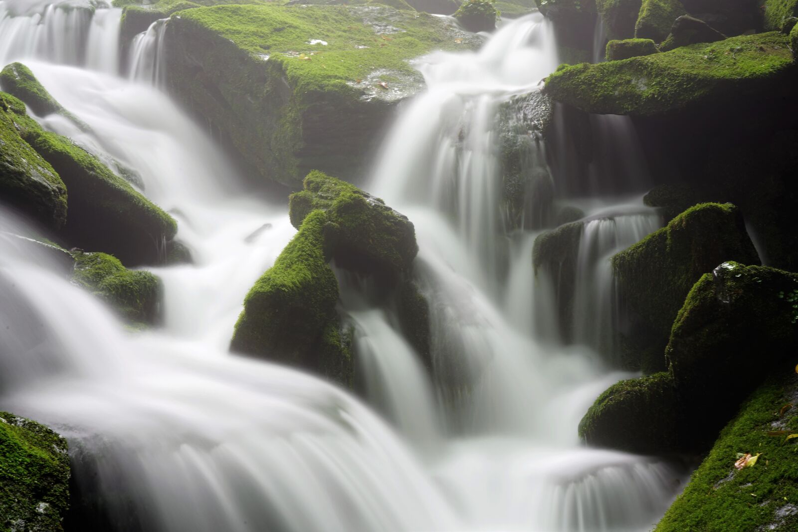 Sony FE 24-105mm F4 G OSS sample photo. Moss, brook, water photography