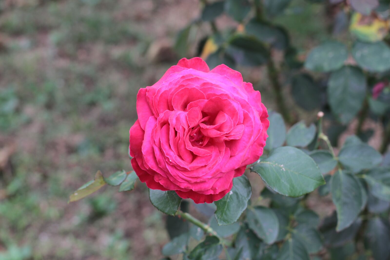 Canon EOS 7D + Canon EF 50mm F1.4 USM sample photo. Rose, flower, red photography