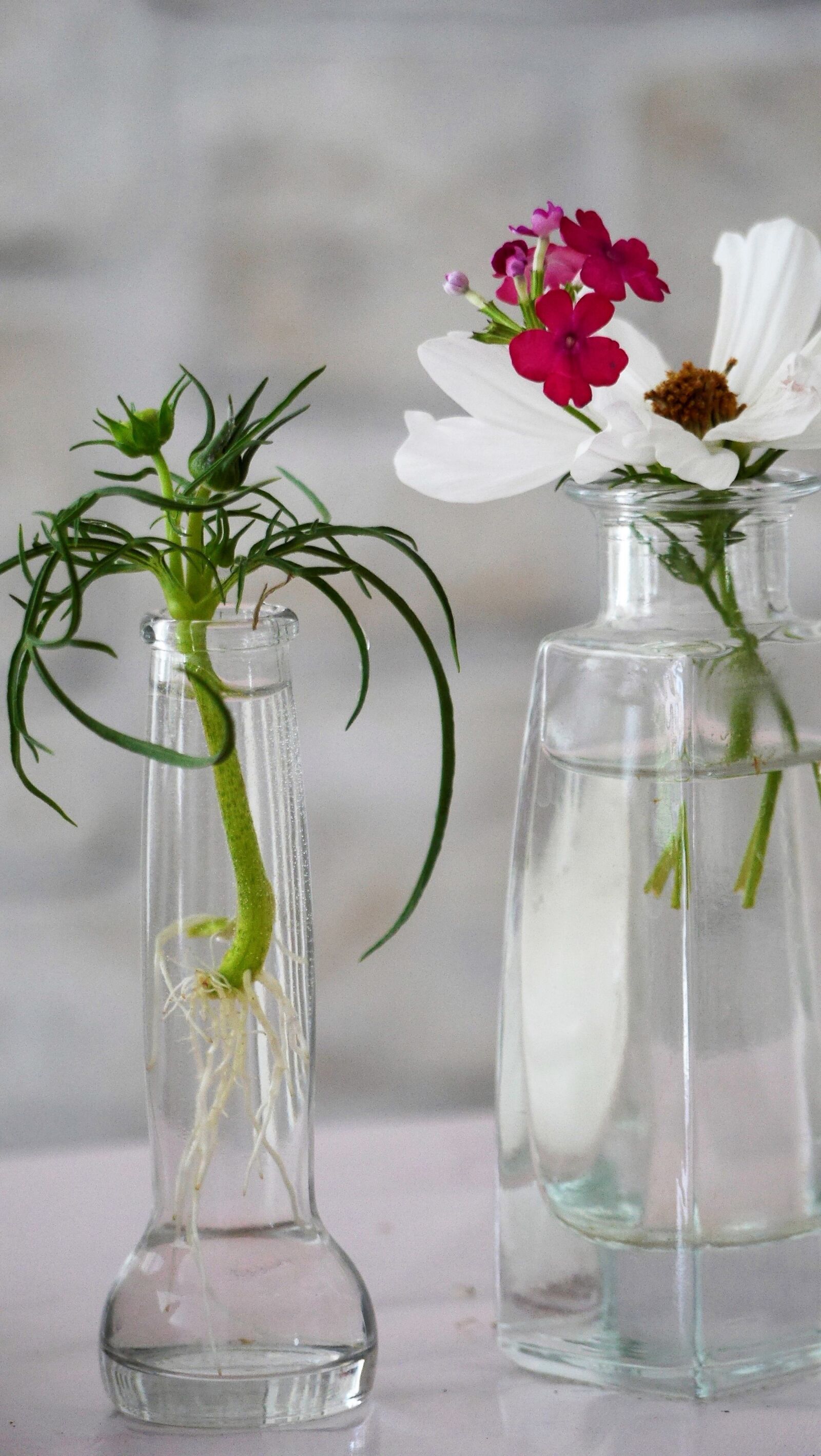 Panasonic Lumix DMC-GH3 sample photo. Flowers, glass vase, plant photography