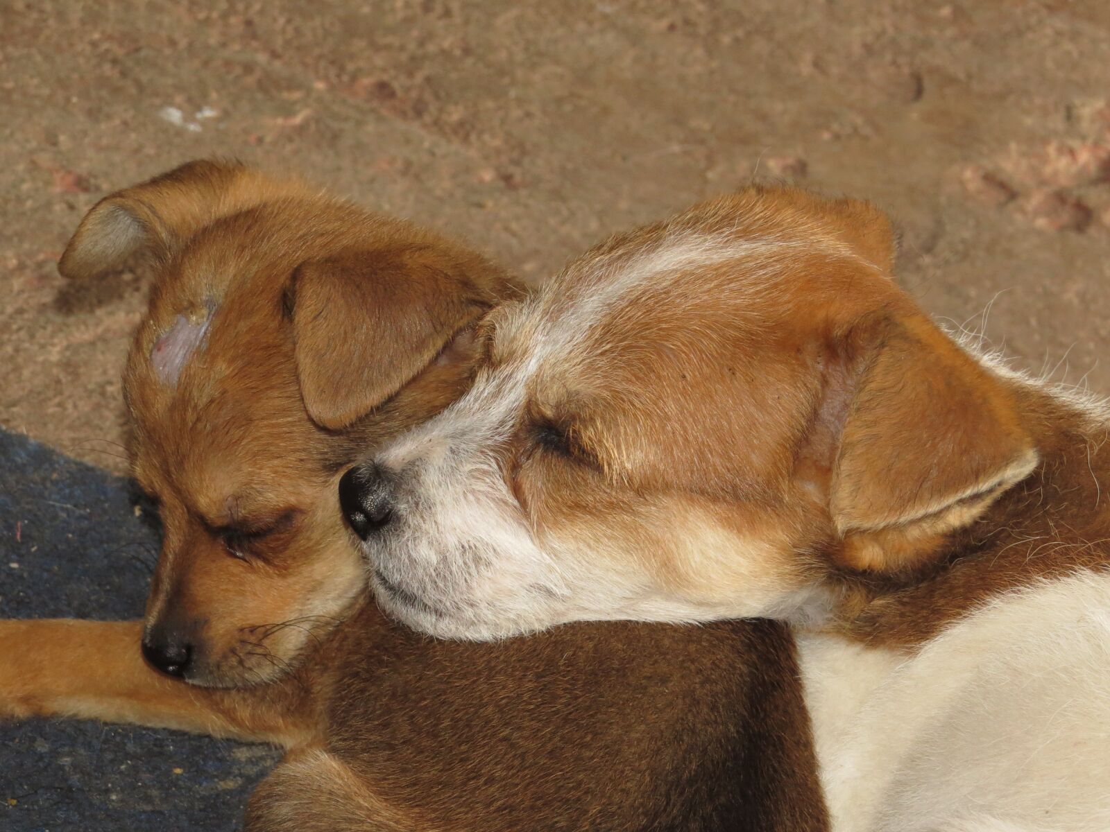 Canon PowerShot SX50 HS sample photo. Images, armenia, quindio photography