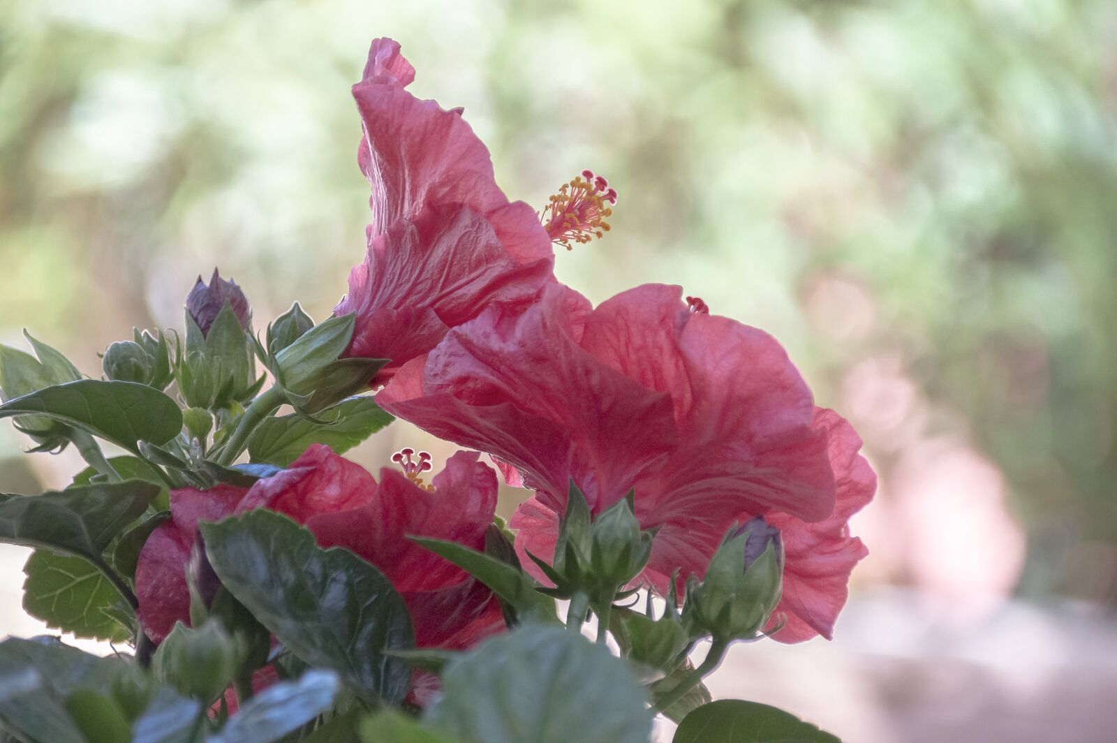 Nikon D3200 sample photo. Nature, flower, flora photography