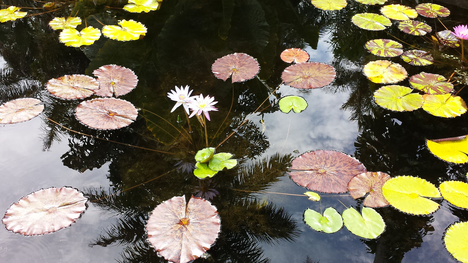 Samsung Galaxy S4 sample photo