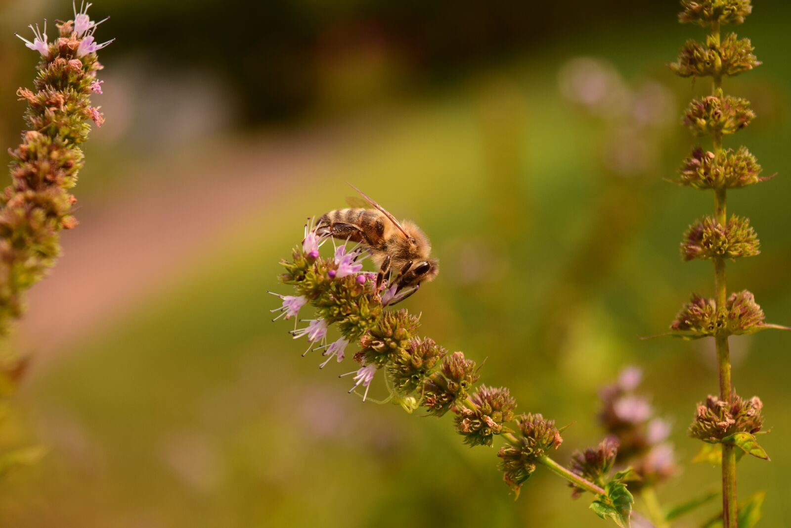 Nikon D3300 sample photo. Mint, minzblüte, bee photography