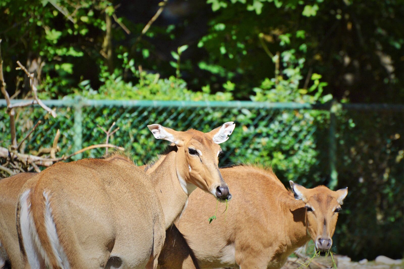 Nikon D3200 sample photo. Roe deer, doe, wild photography
