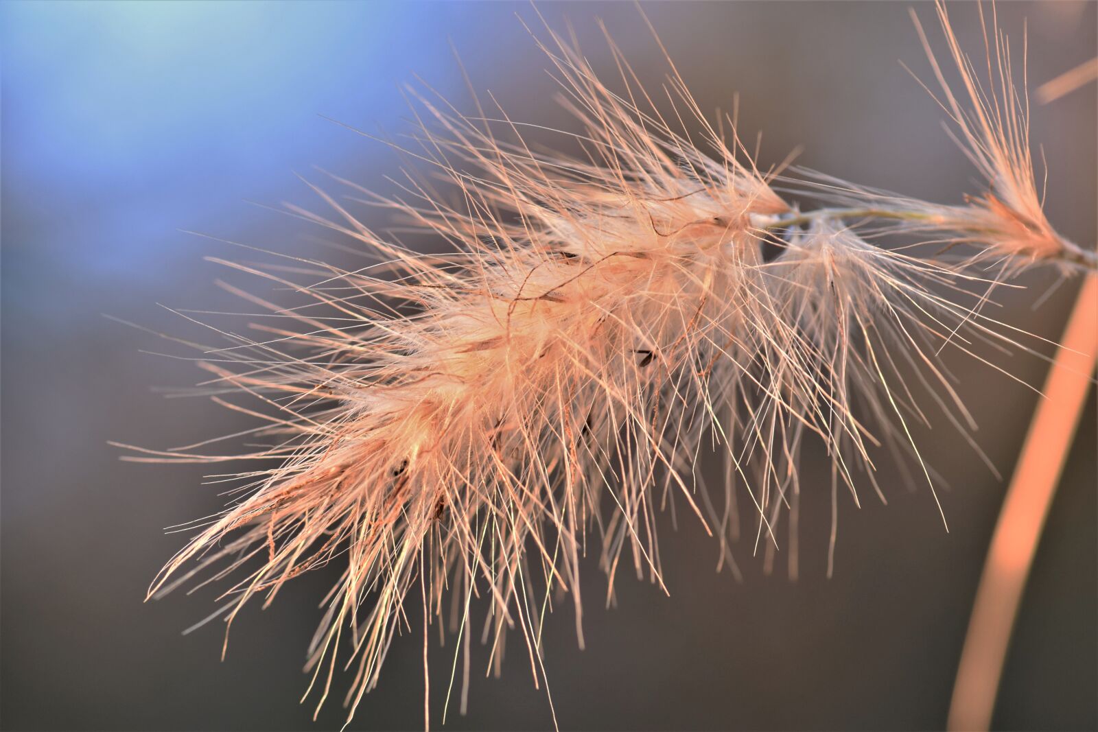 Nikon D5500 sample photo. Grass, winter, cold photography