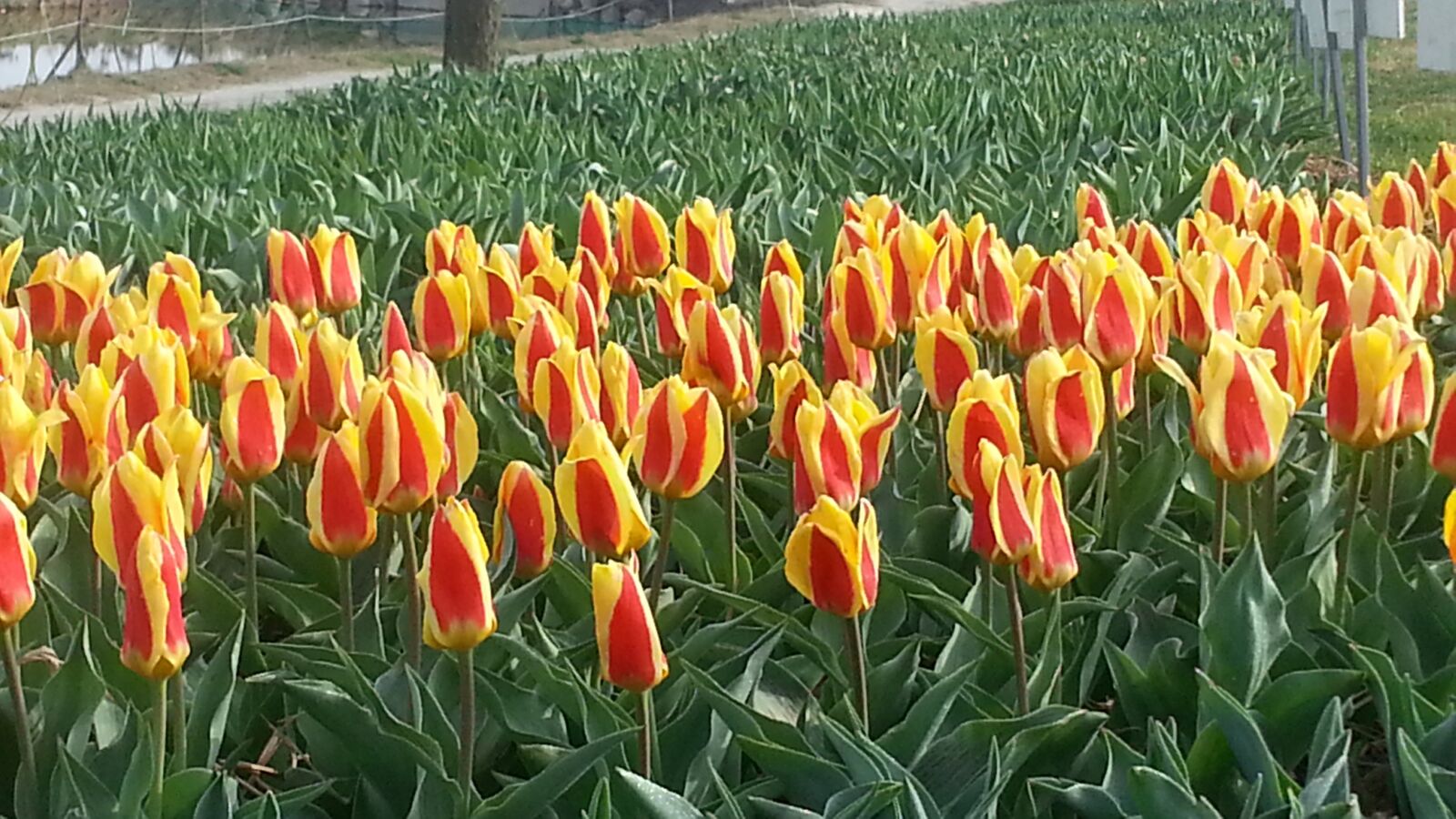 Samsung Galaxy Note2 sample photo. Tulip, flower, spring photography