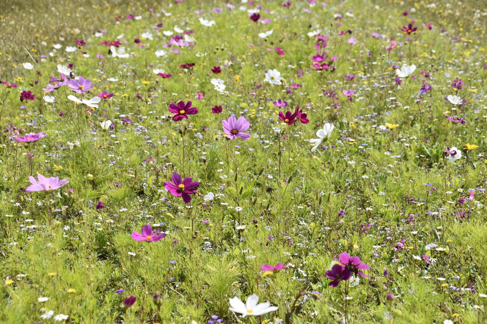 Nikon D5600 sample photo. Flowers, flowers flowers, spring photography