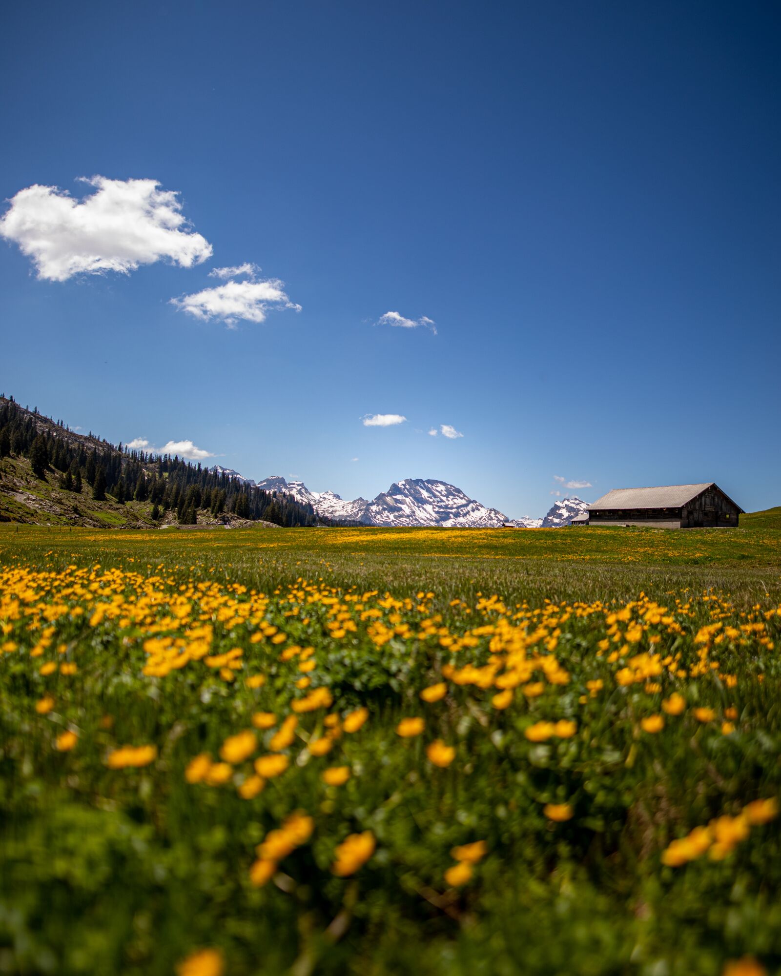 Canon 20mm F1.4 DG HSM | Art 015 sample photo. Spring, landscape, flowers photography