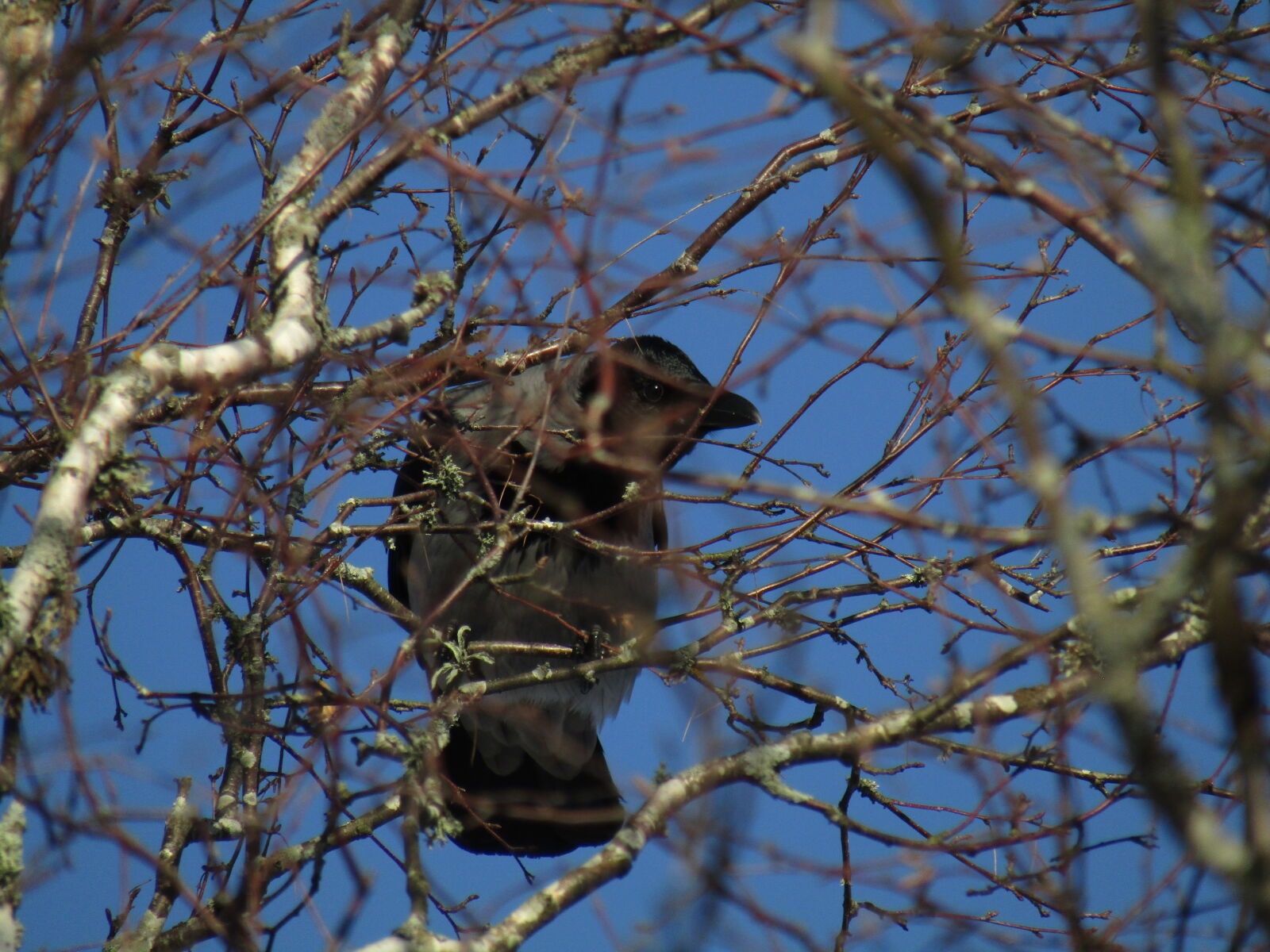 Canon PowerShot SX420 IS sample photo