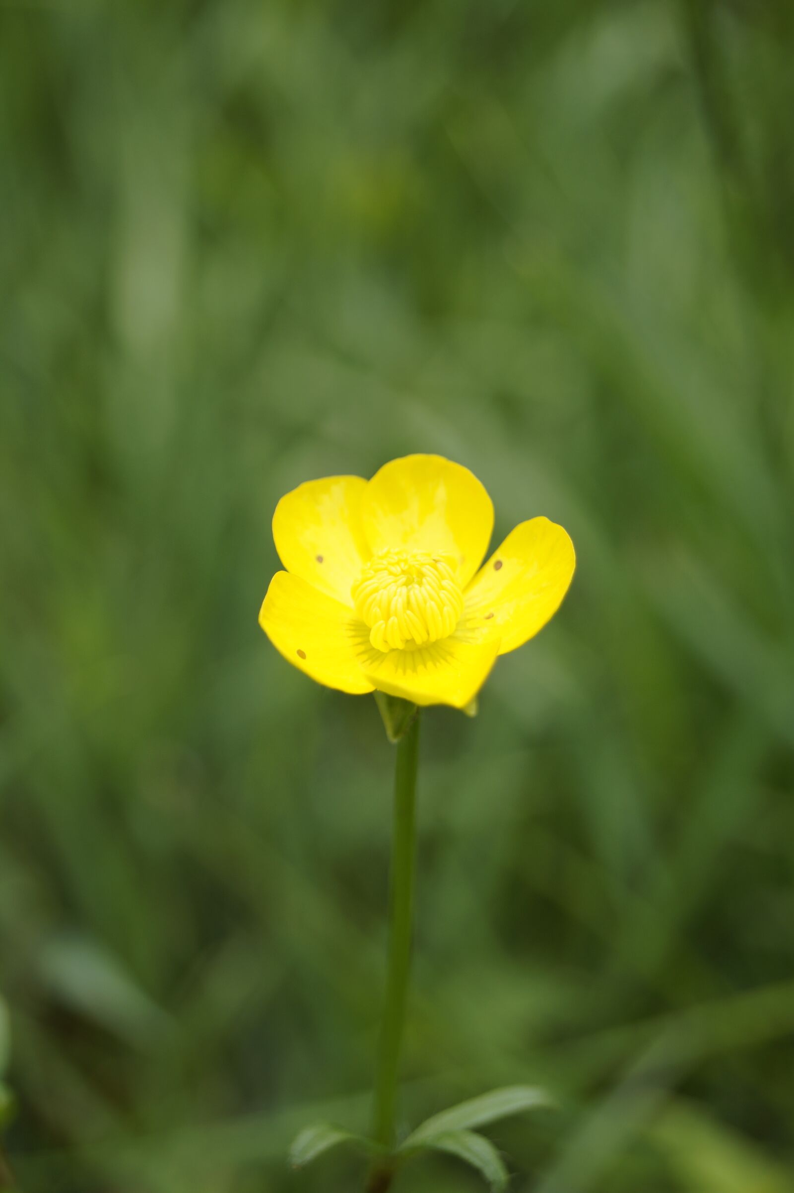 Sony DT 18-55mm F3.5-5.6 SAM II sample photo. Flower, yellow, nature photography