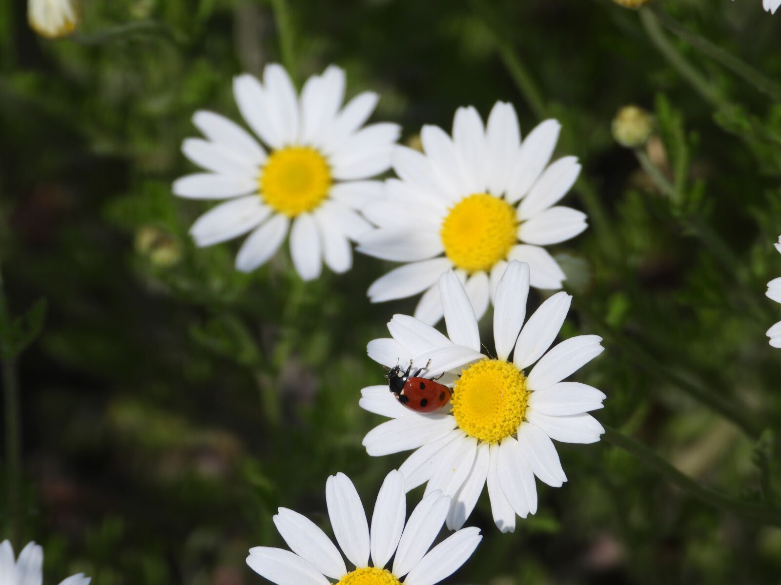 Nikon Coolpix P1000 sample photo. Daisies, ladybug, flowers photography