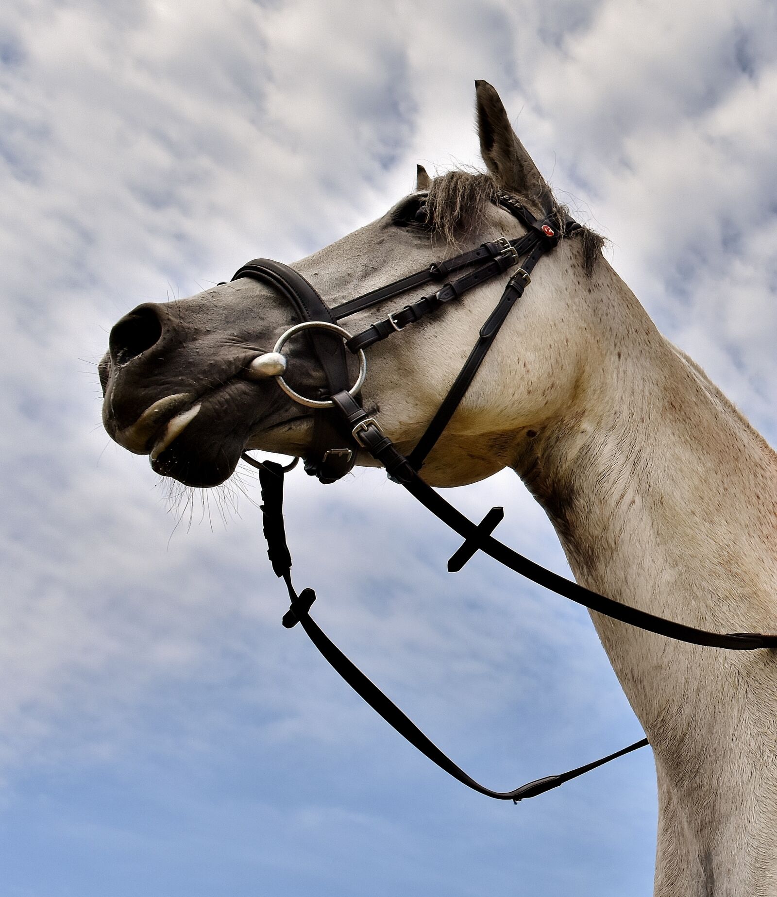 Nikon D7200 sample photo. Horse, mold, pony photography