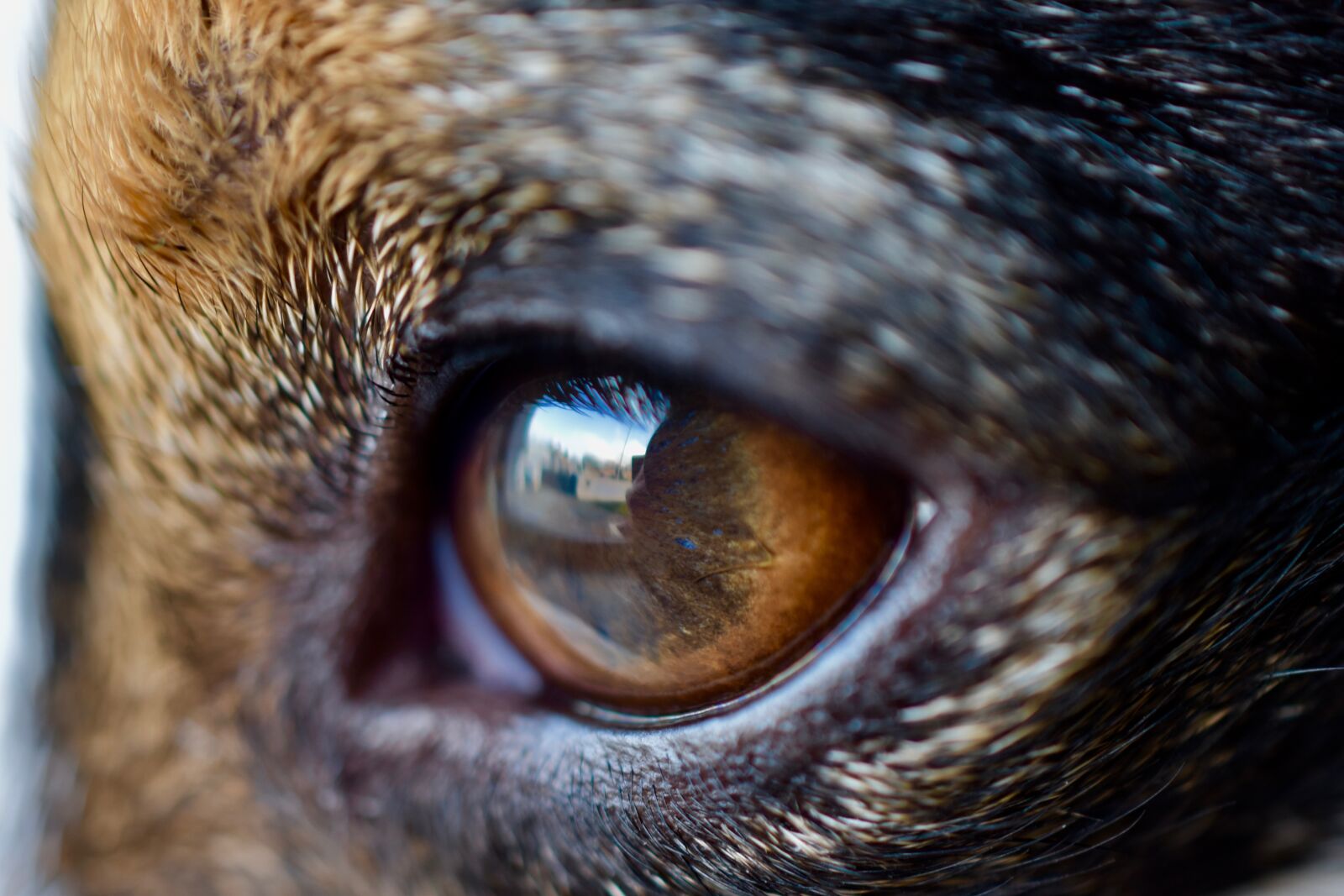 Nikon D5600 sample photo. Eyes, eye, dog photography