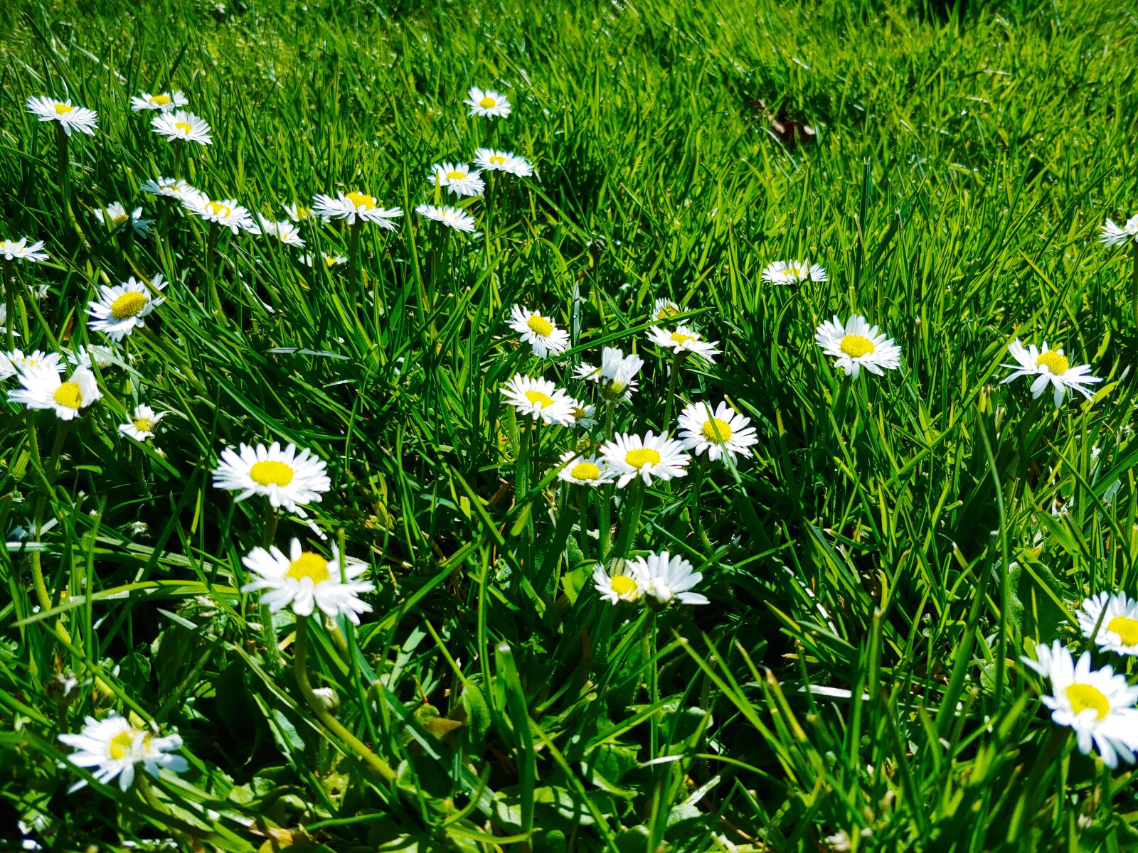 LG G7 THINQ sample photo. Grass, flowers, meadow photography