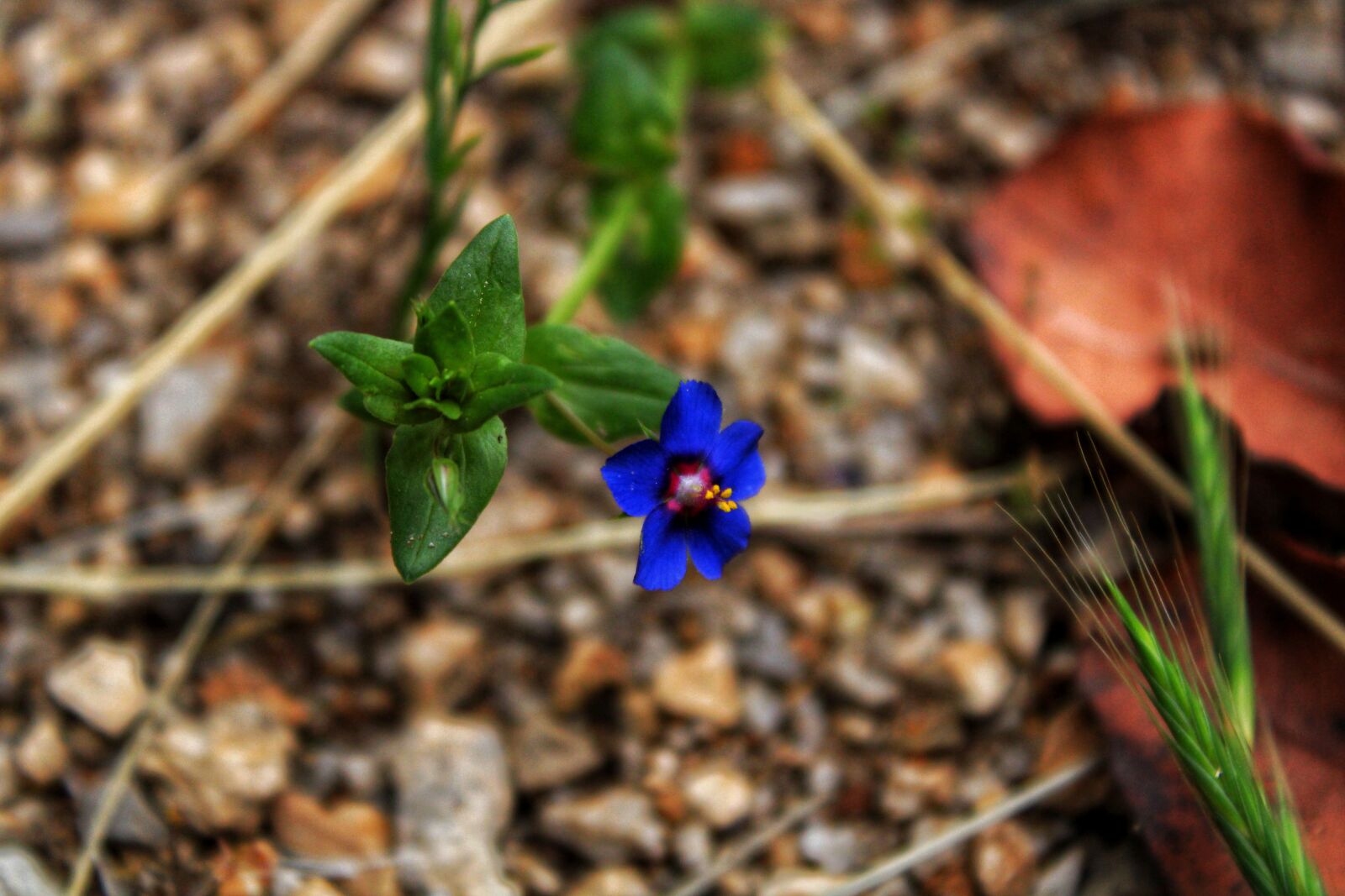 Canon EOS 2000D (EOS Rebel T7 / EOS Kiss X90 / EOS 1500D) sample photo. Flower, nature, purple photography