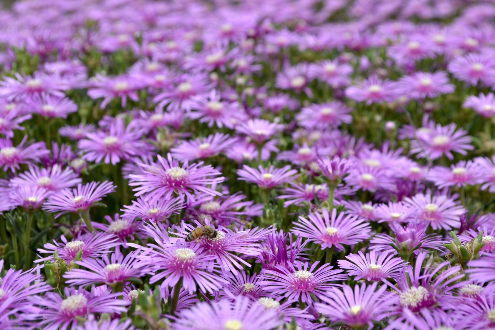 Nikon D3100 sample photo. Shine, flowers, purple photography