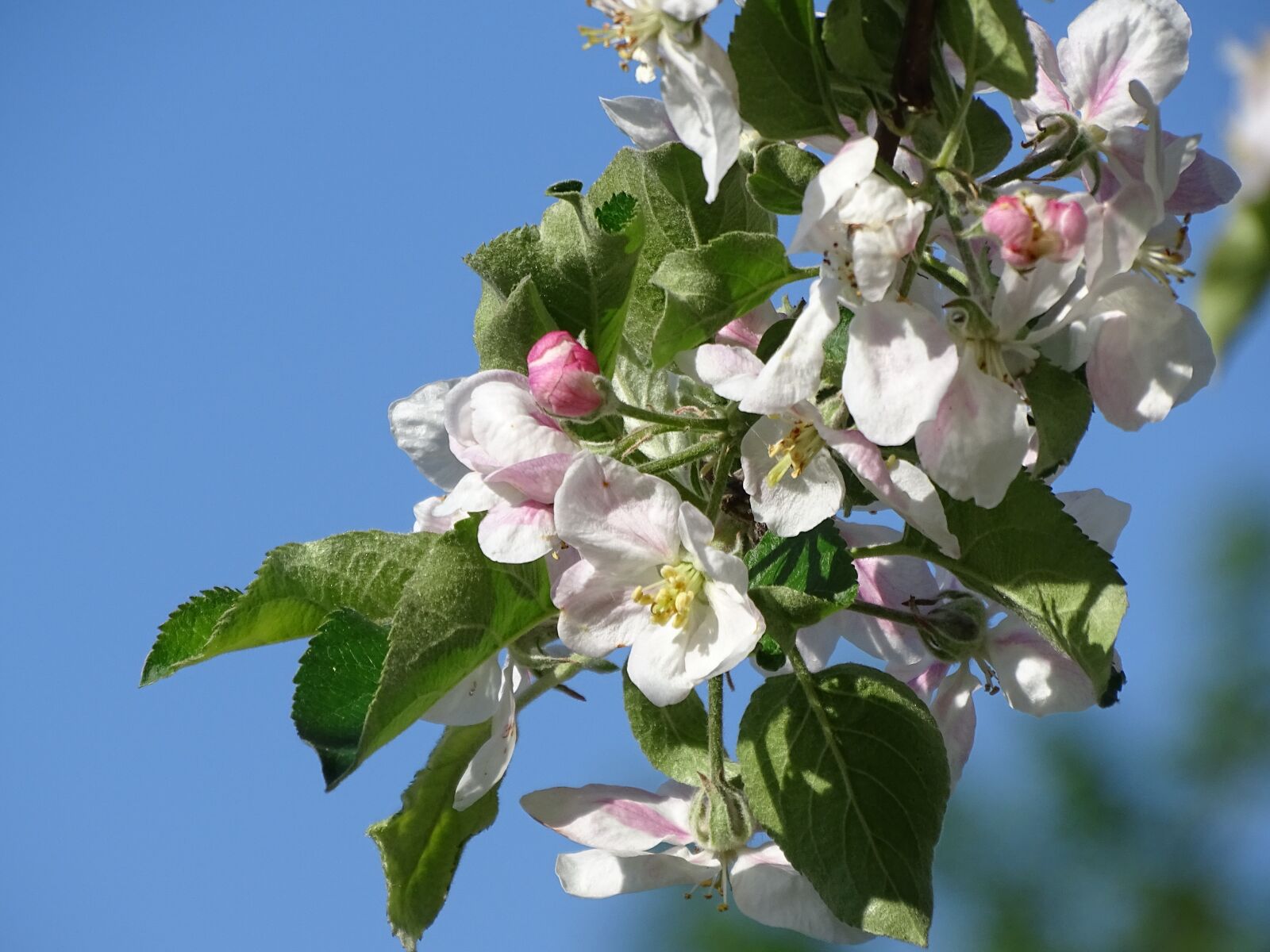Sony Cyber-shot DSC-HX400V sample photo. Fruit tree, blossom, bloom photography