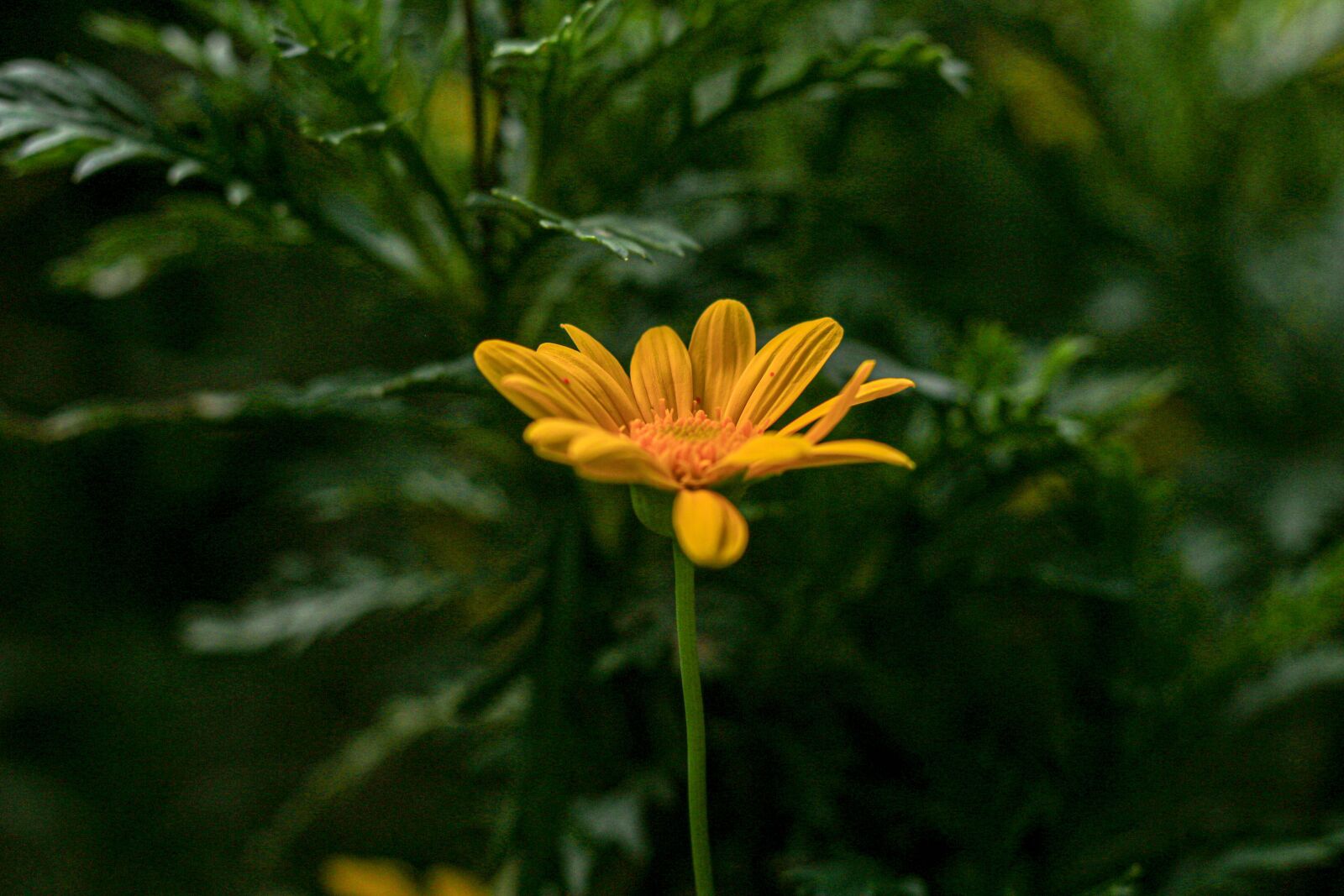 Canon EOS 70D + Canon EF 50mm F1.8 STM sample photo. Flower, dark, nature photography