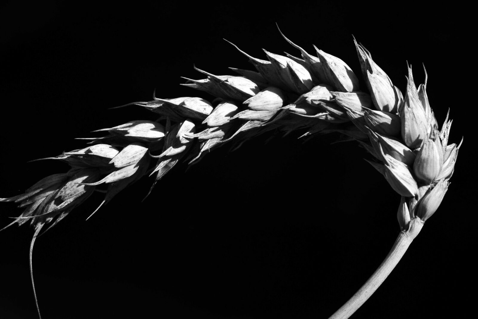 Nikon D3300 sample photo. Nature, monochrome, straw, grain photography