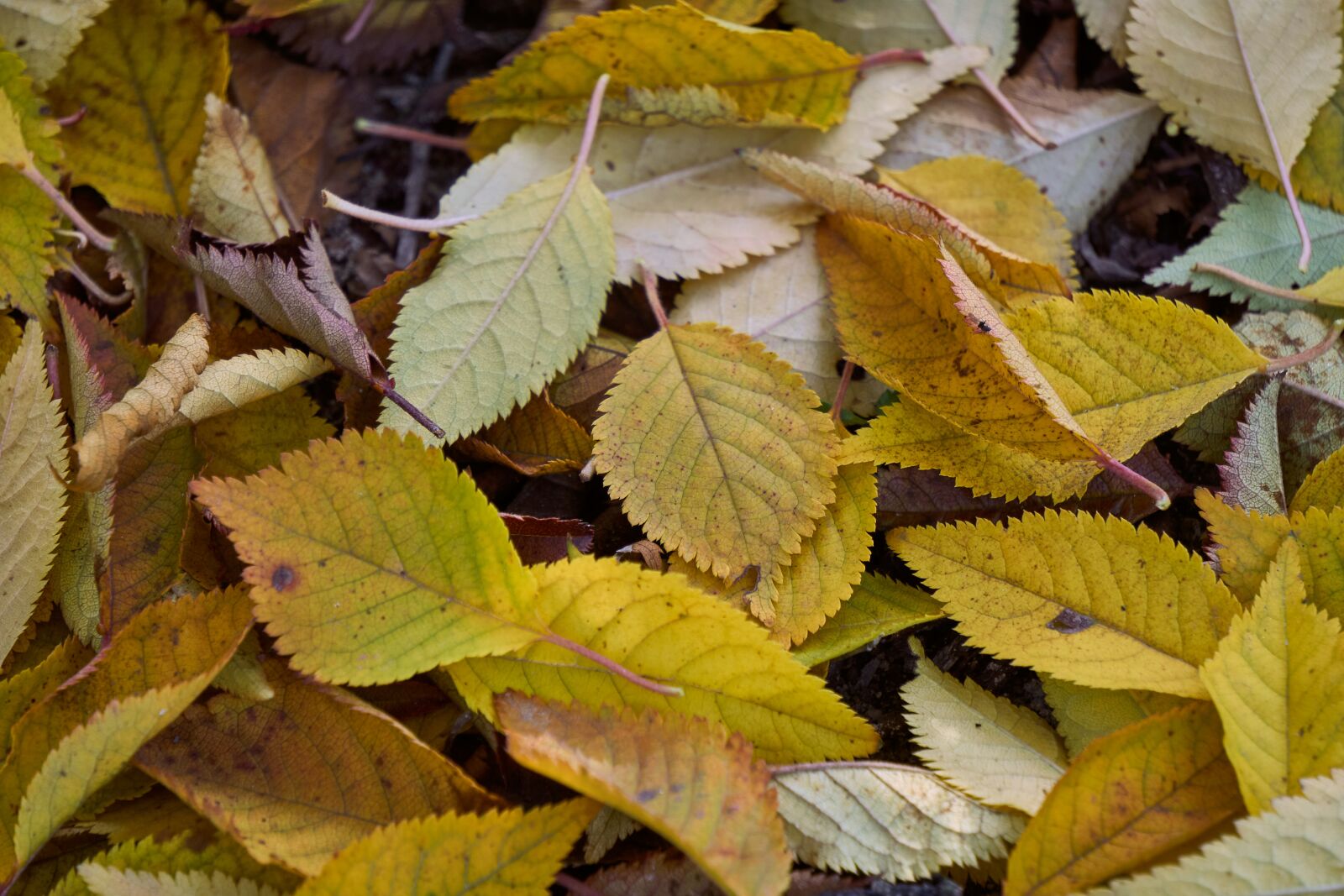 Sony E 55-210mm F4.5-6.3 OSS sample photo. Leaves, colorful, autumn photography