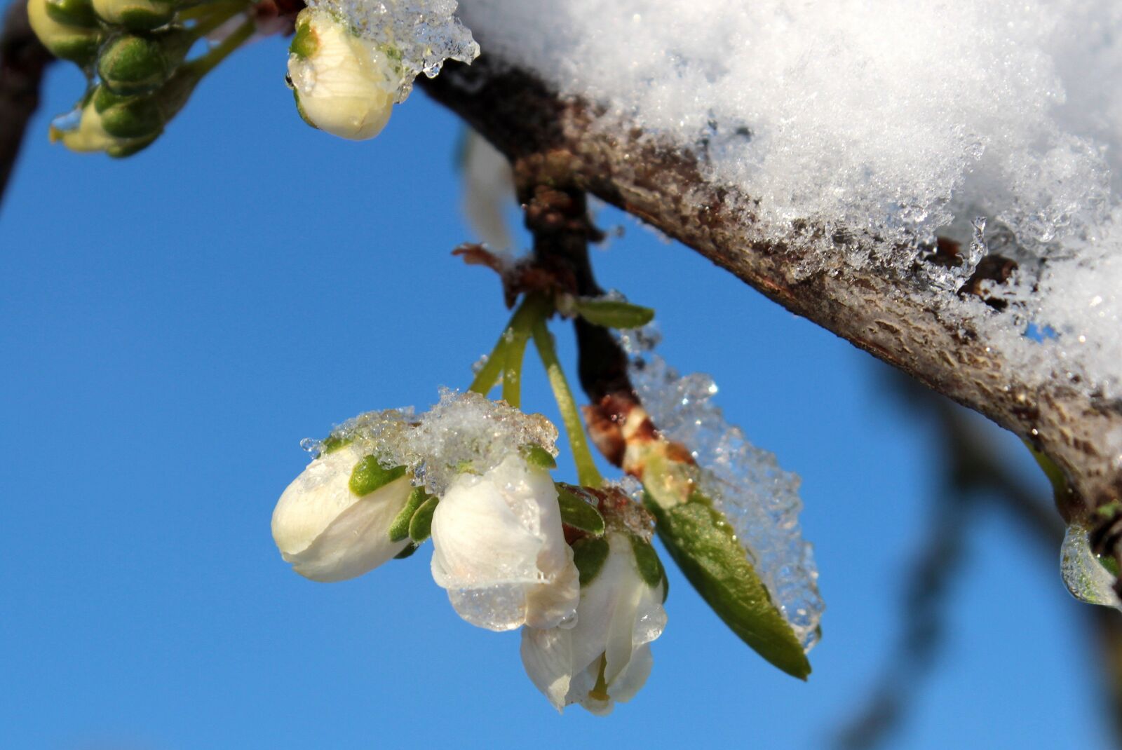 Canon EOS 650D (EOS Rebel T4i / EOS Kiss X6i) sample photo. Plum tree, prunus domestica photography