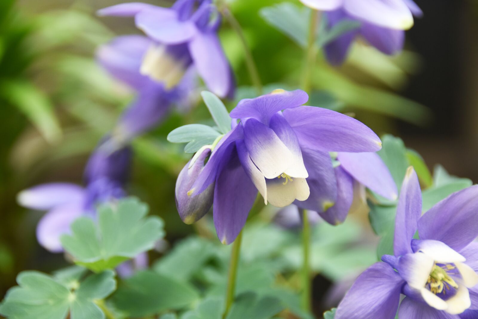 Nikon D7200 sample photo. Wildflower, violet, flowers photography