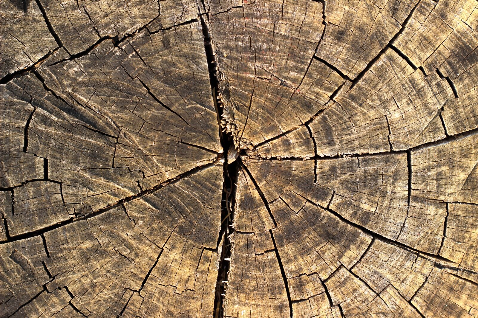 Canon EOS 600D (Rebel EOS T3i / EOS Kiss X5) + Canon EF 50mm F1.8 II sample photo. Wood, texture, background photography