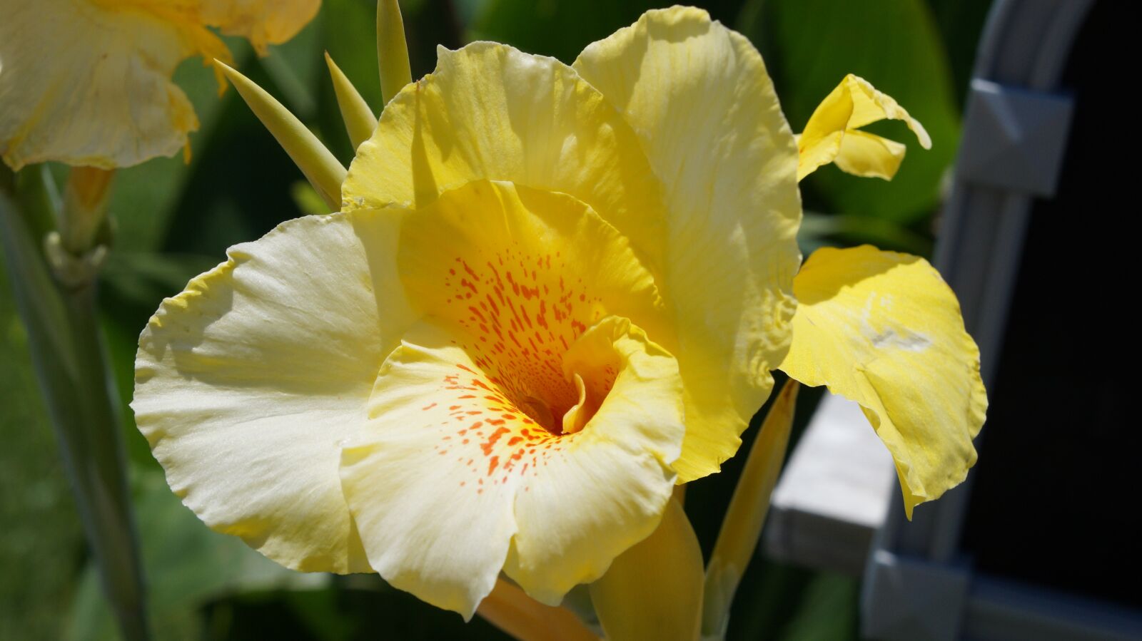 Sony Alpha a3000 + Sony E 18-55mm F3.5-5.6 OSS sample photo. Flower, beautiful, nature photography