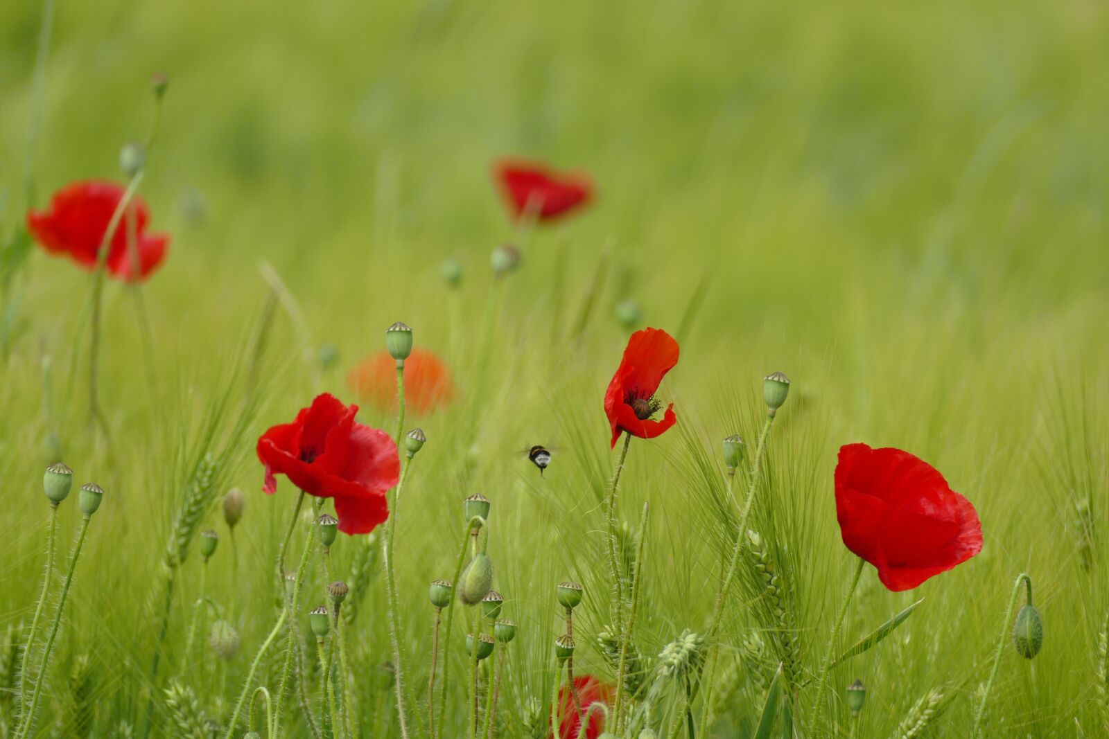Panasonic Lumix DMC-FZ1000 sample photo. Poppies, fields, prairie photography