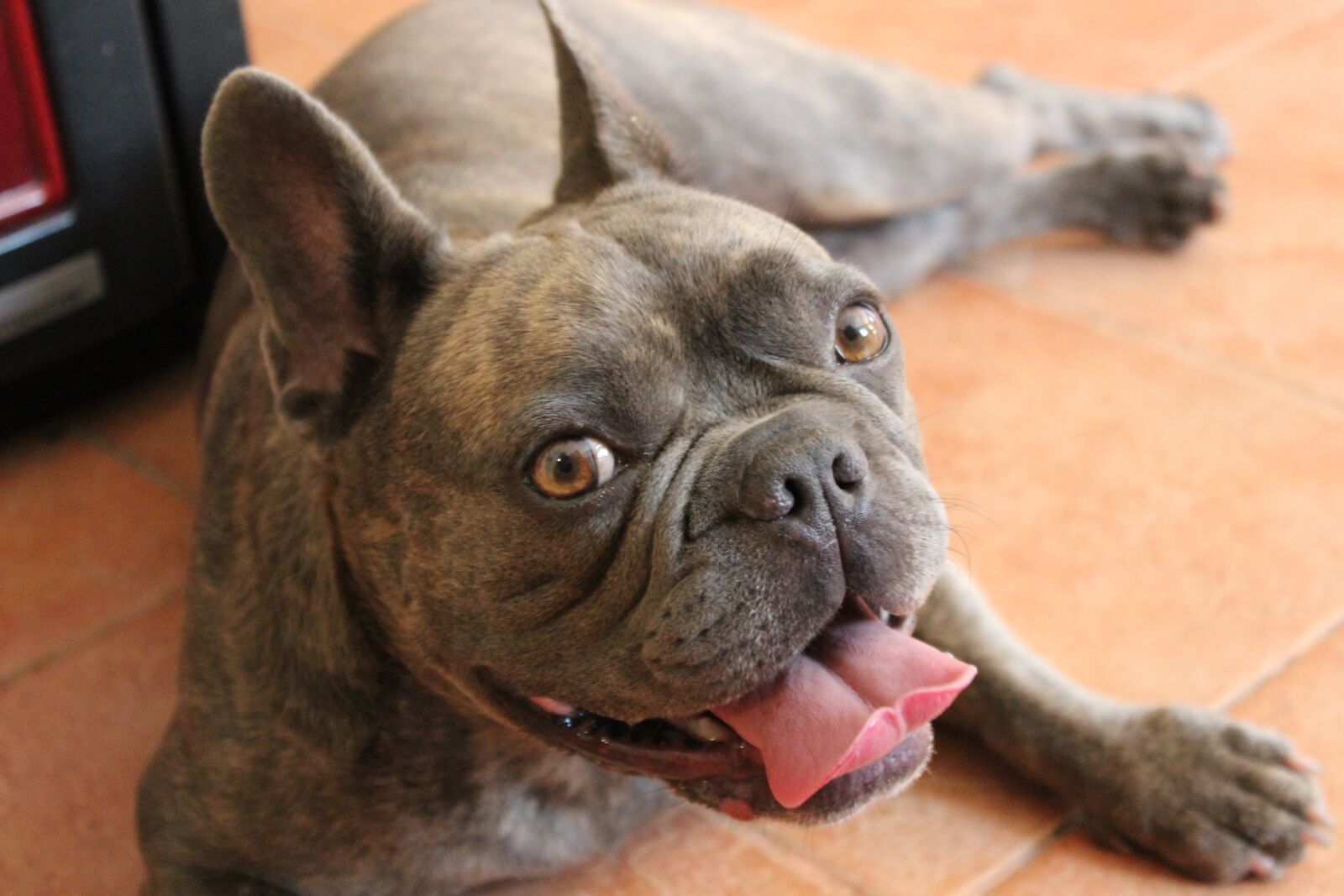 Canon EOS 600D (Rebel EOS T3i / EOS Kiss X5) sample photo. Dog, bulldog, french bulldog photography