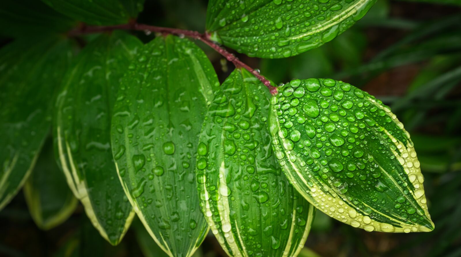 Sony a7 + Sony FE 28-70mm F3.5-5.6 OSS sample photo. The leaves, plants, hwalyeob photography