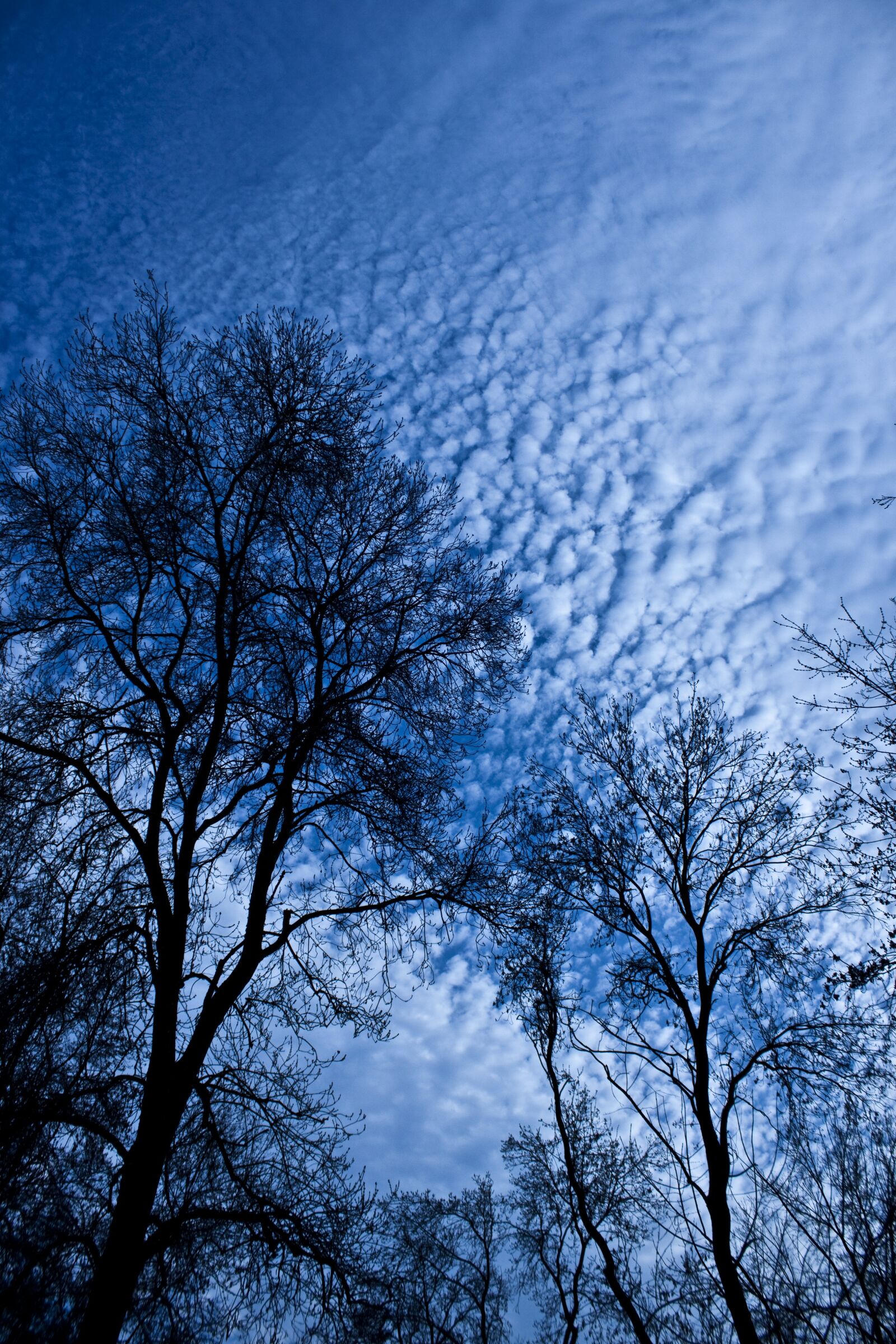 Canon EOS 500D (EOS Rebel T1i / EOS Kiss X3) sample photo. Tree, branch, cloud photography