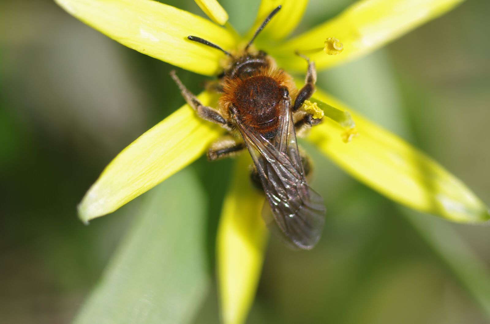 Pentax K-5 sample photo. Wild bee, yellow star photography