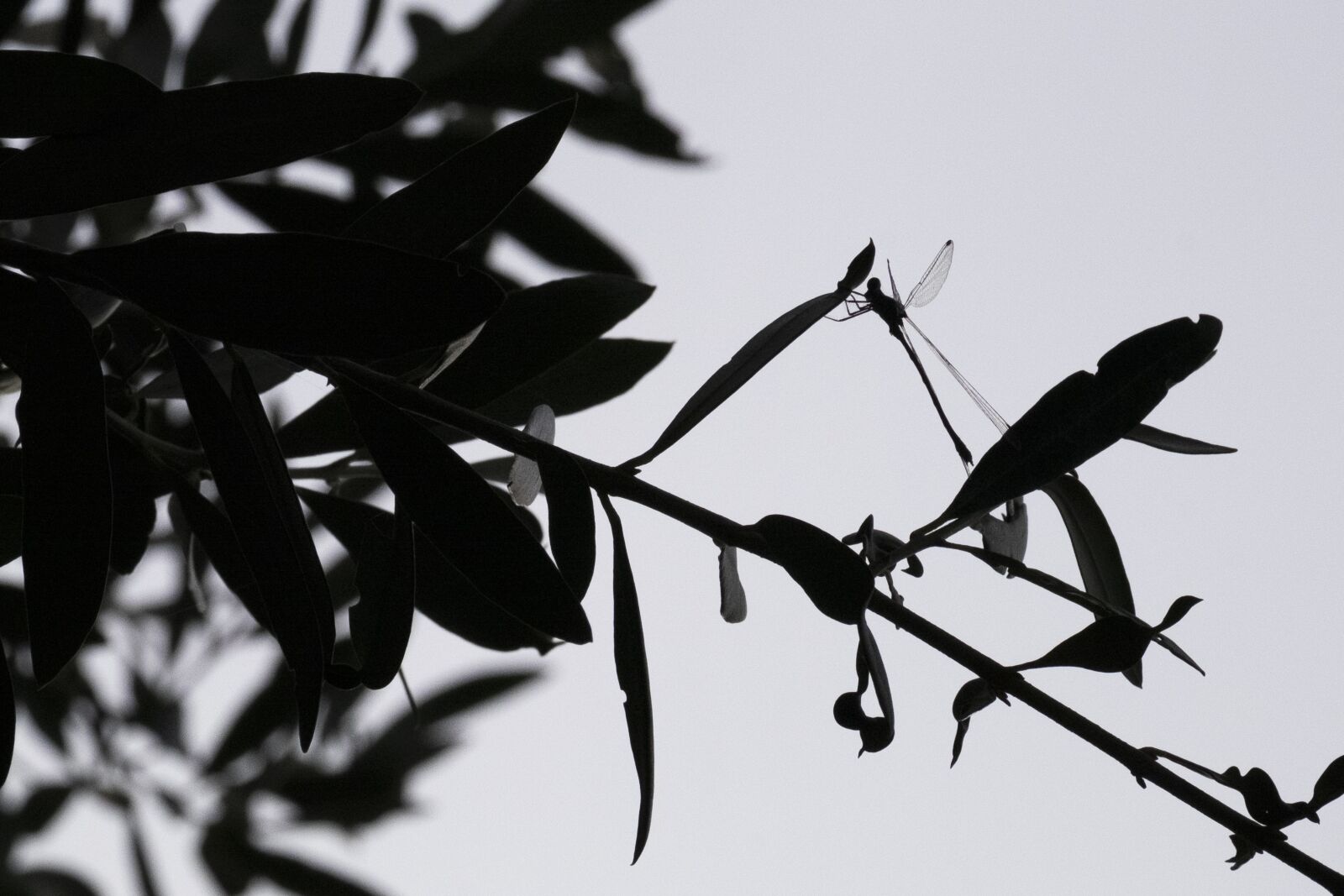 Fujifilm X-E2 sample photo. Olive tree, leaves, insect photography