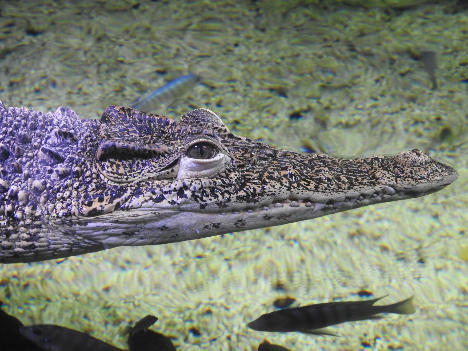 Nikon Coolpix P900 sample photo. Reptile, crocodile, wildlife photography