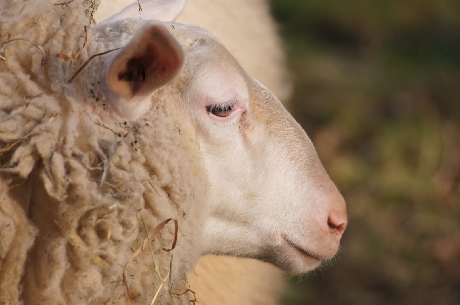 Sony SLT-A55 (SLT-A55V) sample photo. Sheep, animal, wool photography